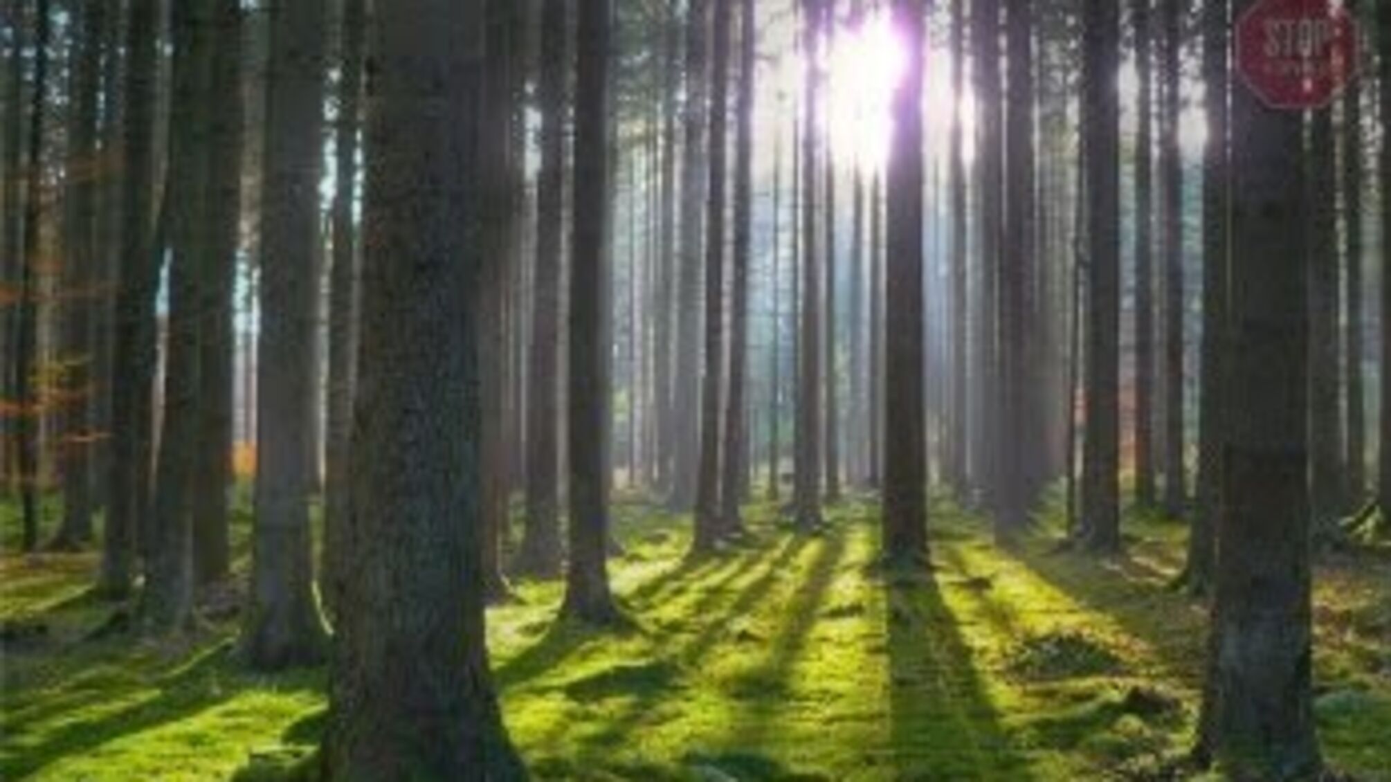 Керівника Держгеокадастру Запорізької області викрили на мільйонних махінаціях із землями заповідного фонду (фото)