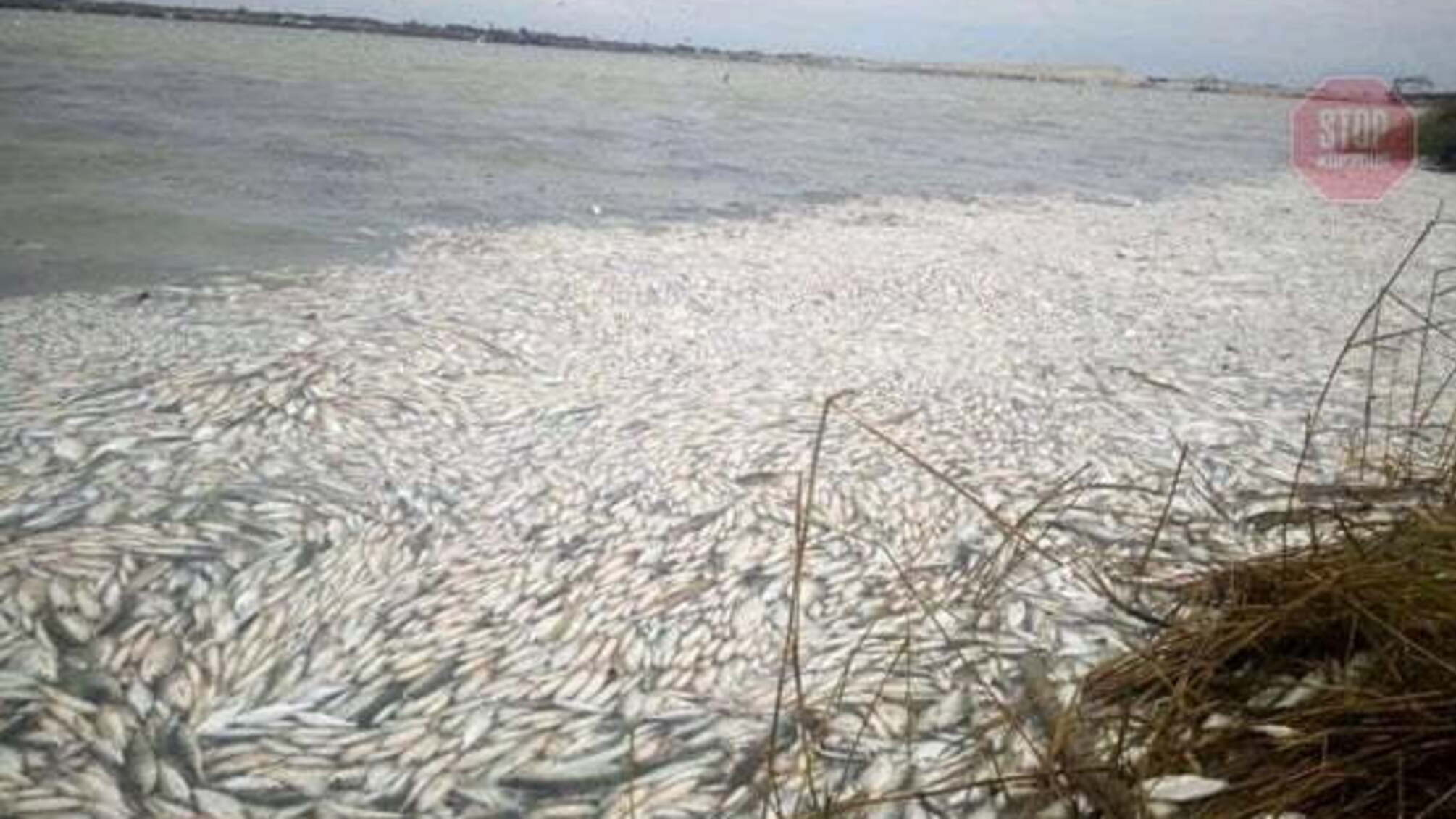 Масова загибель риби в Дніпро-Бузькому лимані на Херсонщині: названа причина