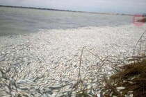 Масова загибель риби в Дніпро-Бузькому лимані на Херсонщині: названа причина