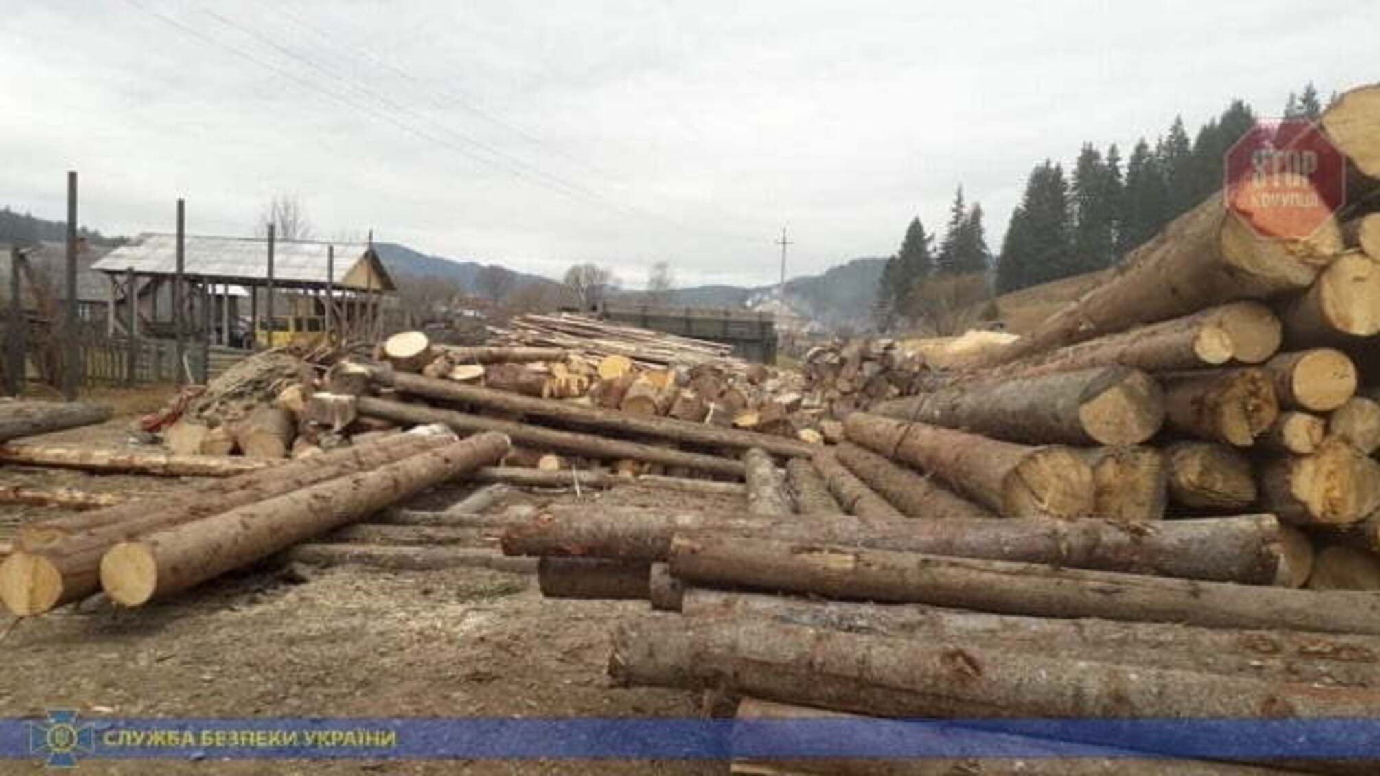 Багатомільйонний бізнес: на Західній Україні правоохоронці ліквідували незаконний експорт лісу (фото)