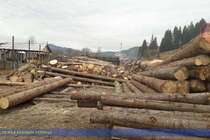 Багатомільйонний бізнес: на Західній Україні правоохоронці ліквідували незаконний експорт лісу (фото)