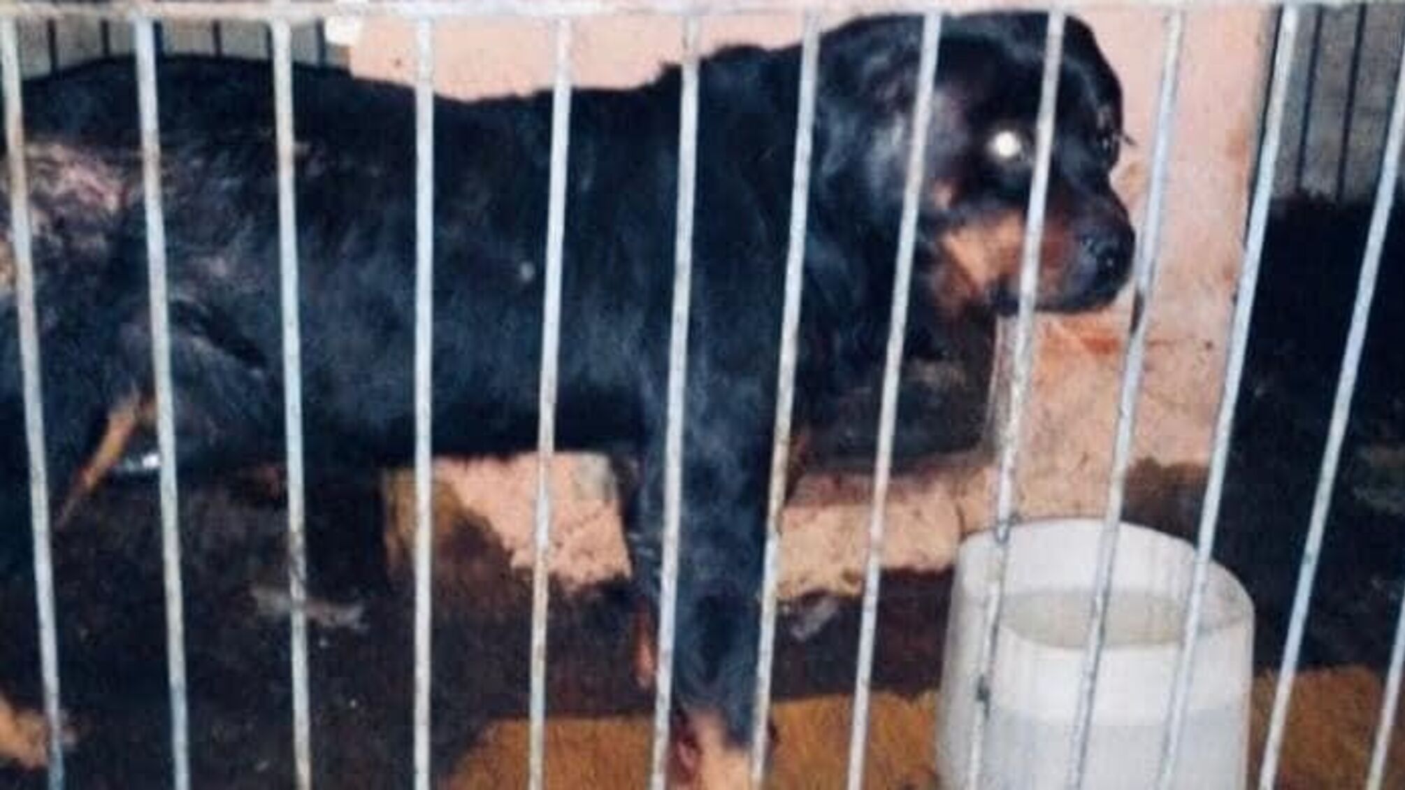 Жахливий напад: на Івано-Франківщині поліцейські врятували чоловіка, якого покусав собака