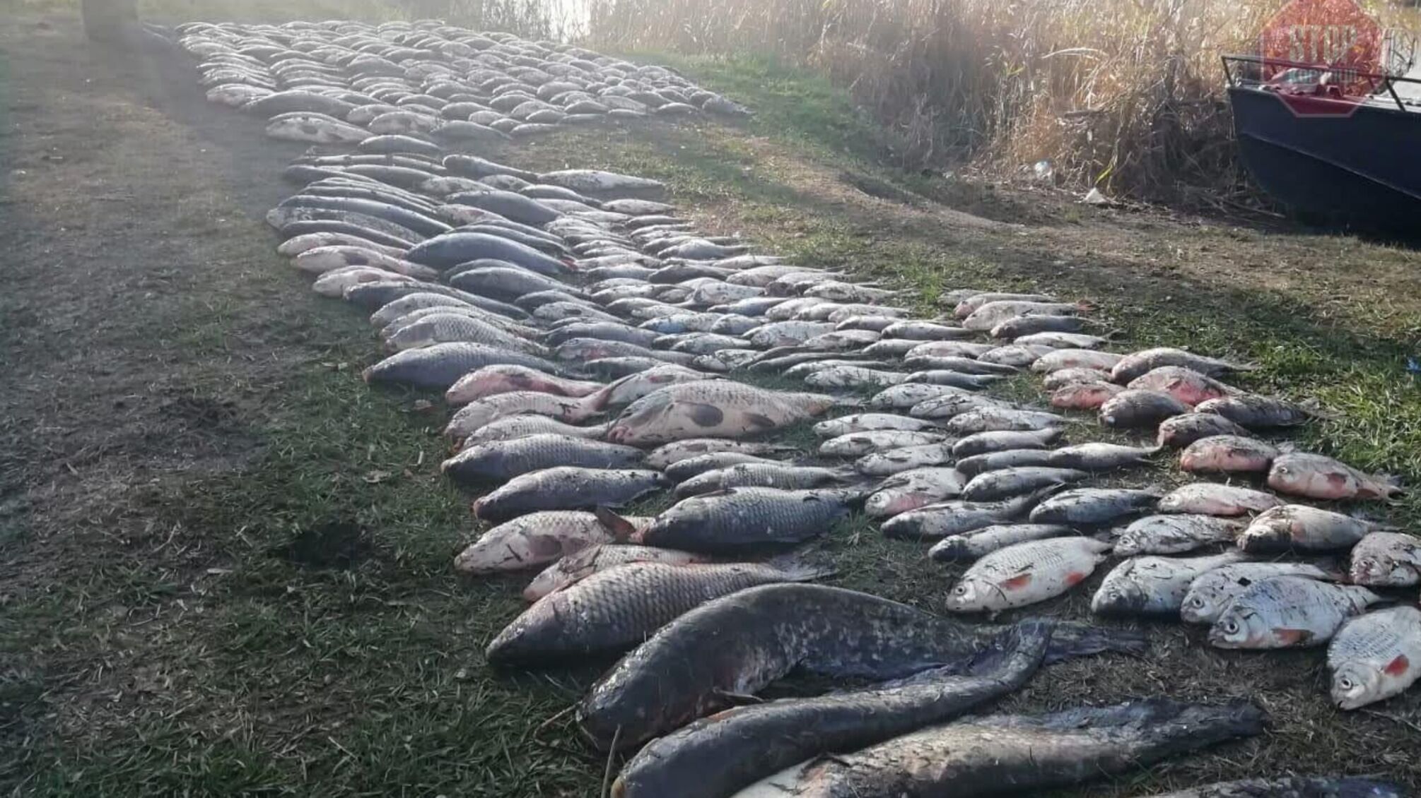 Виловили риби на 75 тис грн: трьох браконьєрів виявлено у Херсонській області (фото)