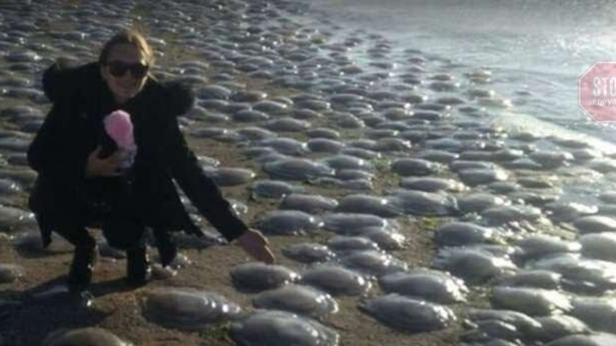 На узбережжя Криму викинуло тисячі медуз, відома причина явища (фото)