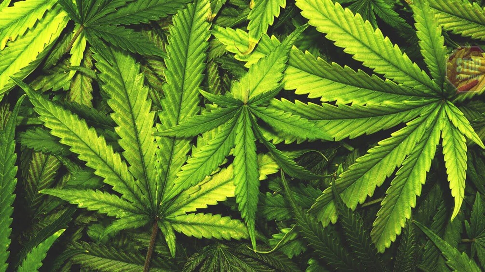 На Закарпатті поліцейські вилучили у жителя райцентру наркотичні речовини