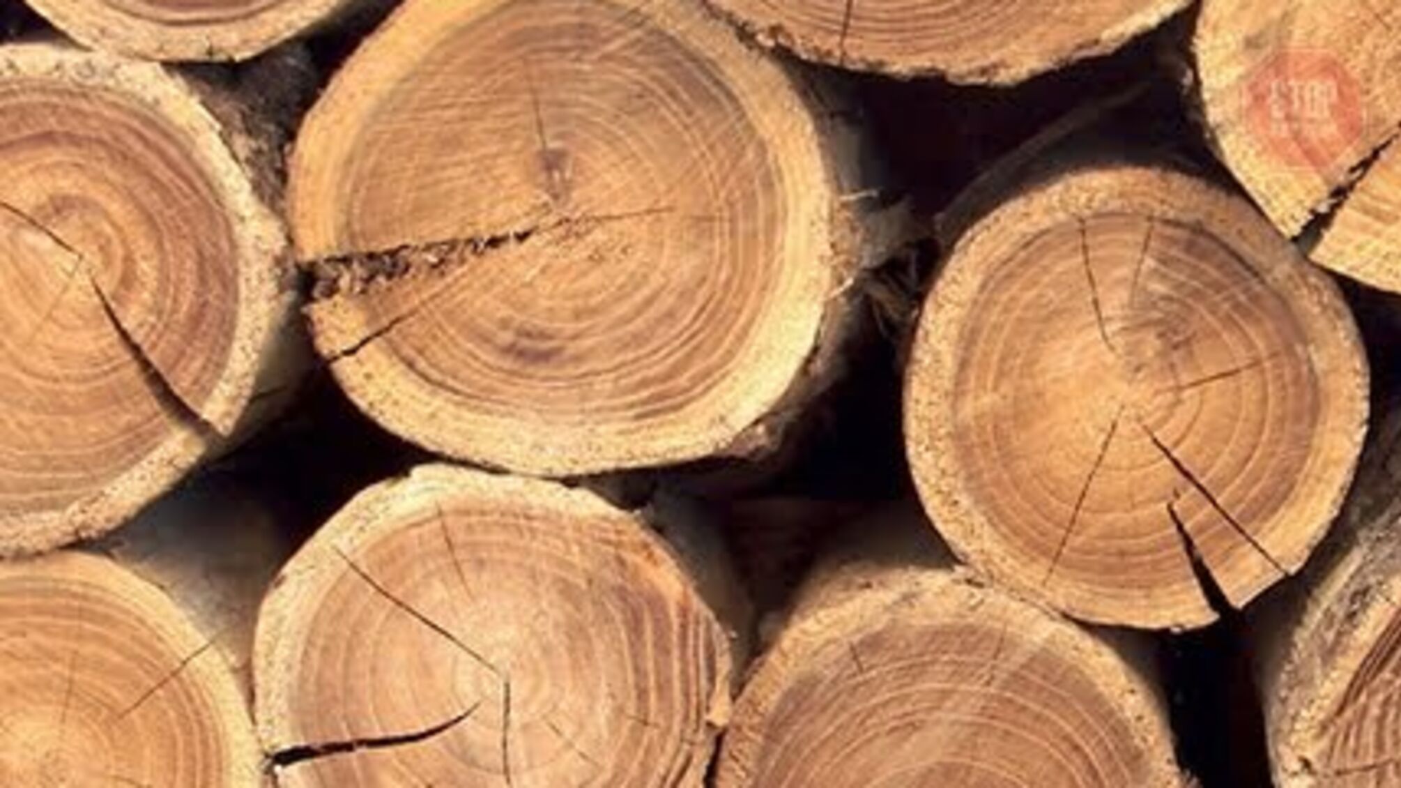 3 тонни незаконно зрубаних дерев: на Дніпропетровщині затримали правопорушника (фото)