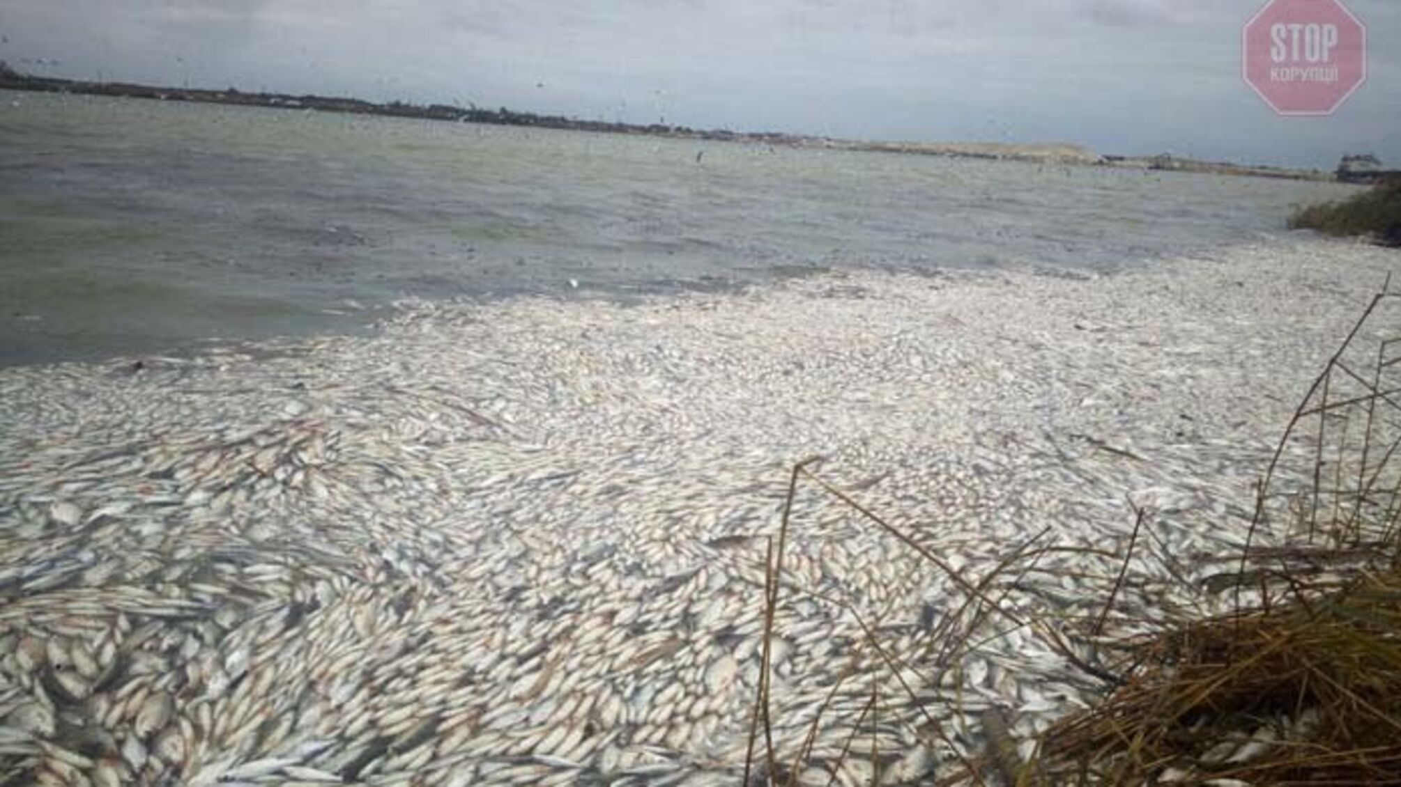 Екокатастрофа на Херсонщині: у Дніпро-Бузькому лимані через видобуток піску масово гине риба