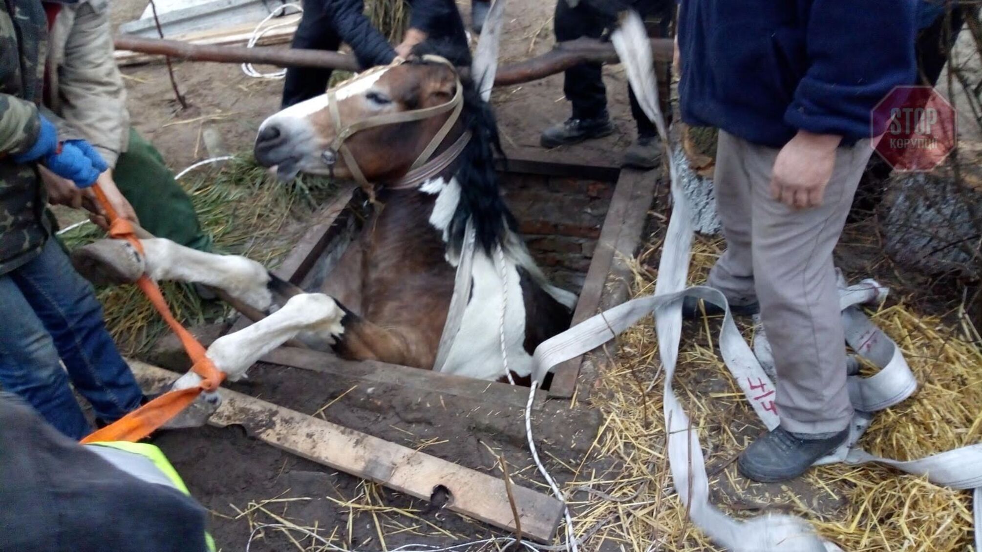 На Рівненщині рятувальники діставали коня з силосної ями (фото)