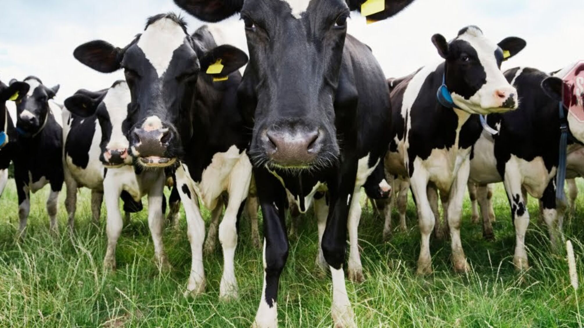 Смертельне виробництво: на Полтавщині трагічно загинула доярка