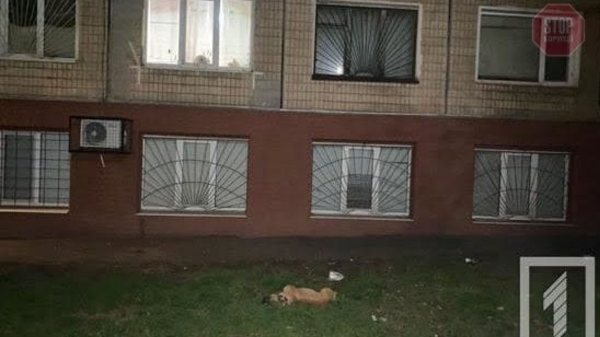 На Дніпропетровщині з вікна четвертого поверху викинули собаку (фото 18+)