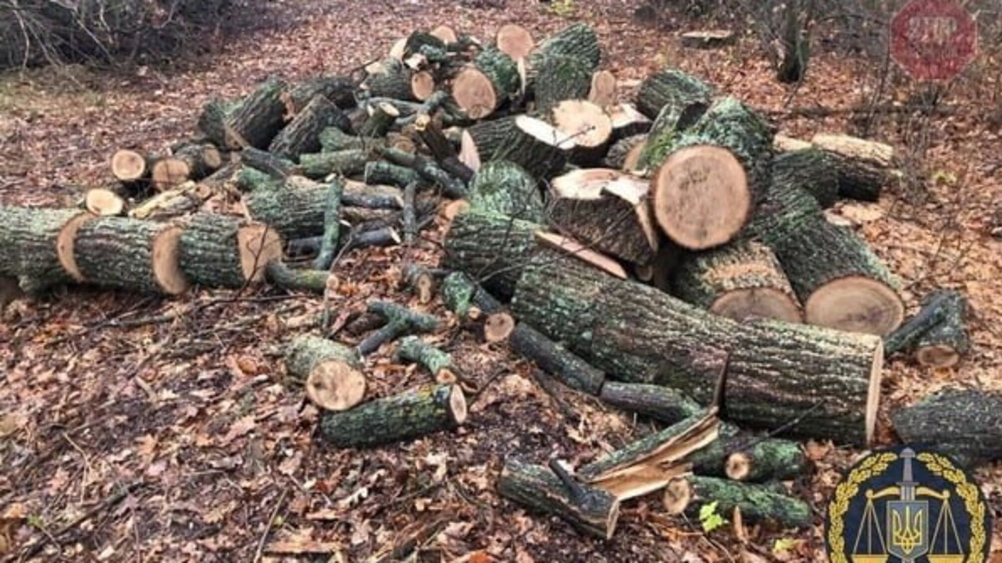 На Харківщині правоохоронці затримали злочинну групу під час вирубки лісу (фото)