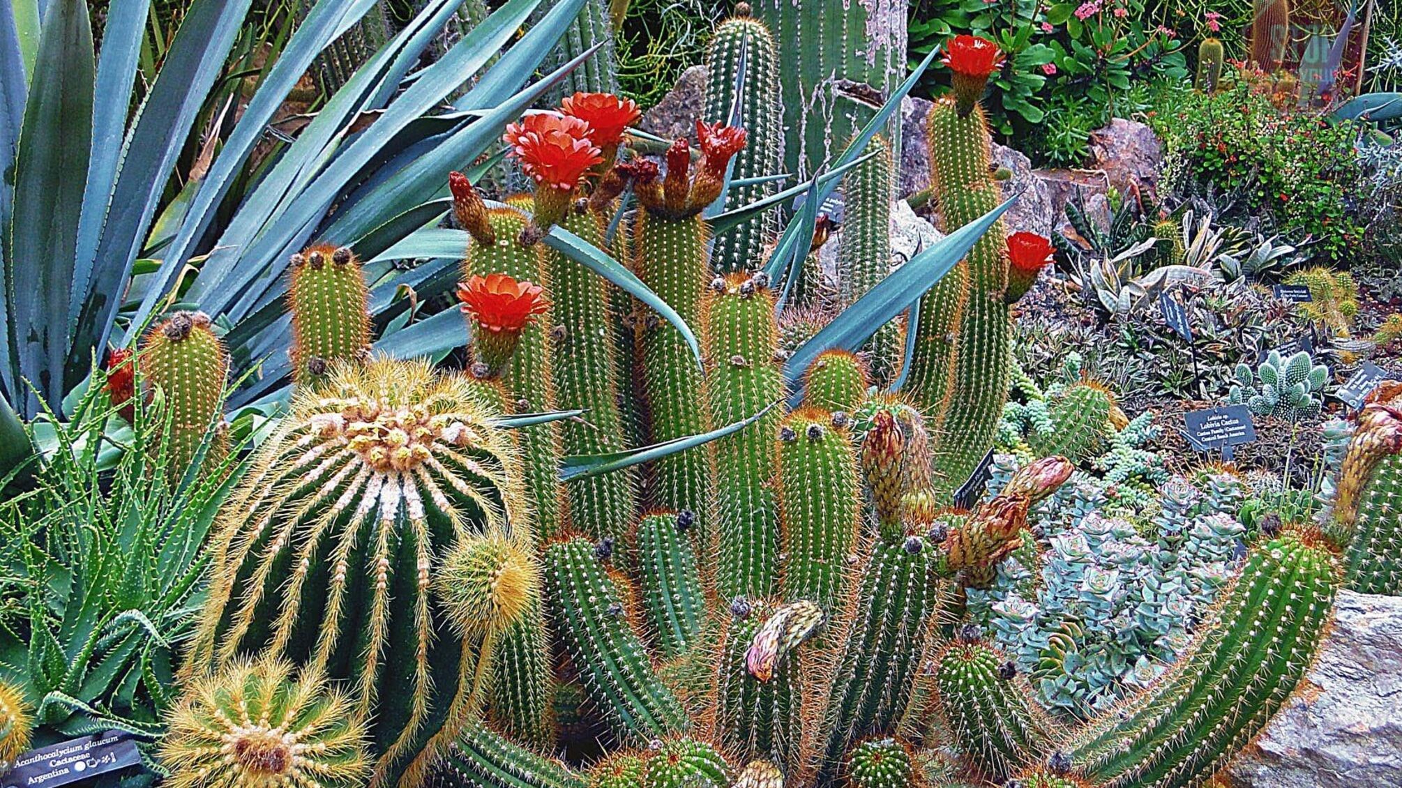 Ботаніки в законі: на Запоріжжі викрали рідкісні рослини