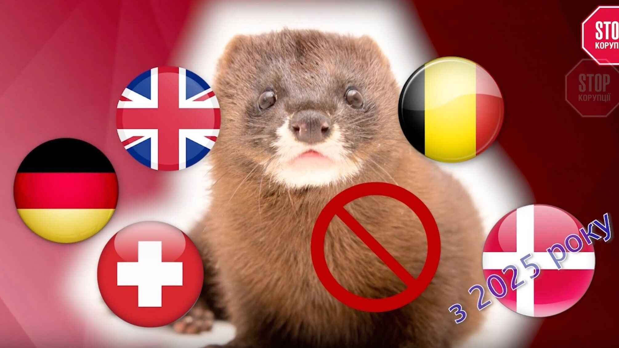 Феміда не носить хутро: норкову ферму на Житомирщині закривають