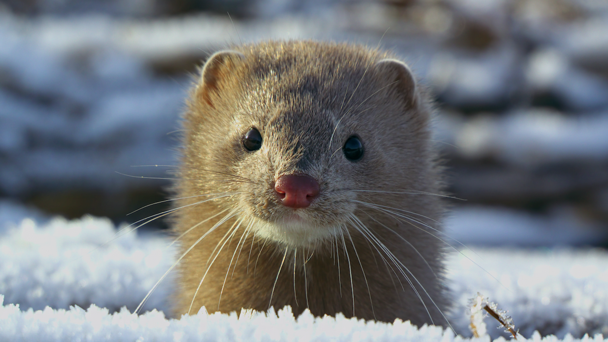 Шкіру знімають заживо: шокуючі подробиці норкового бізнесу на Житомирщині