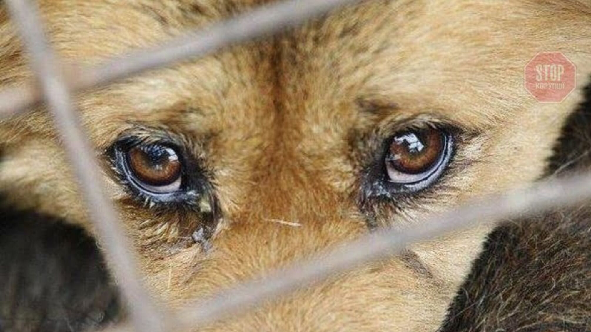 Жорстоке вбивство собаки на Чернігівщині: поліція розшукує зловмисників