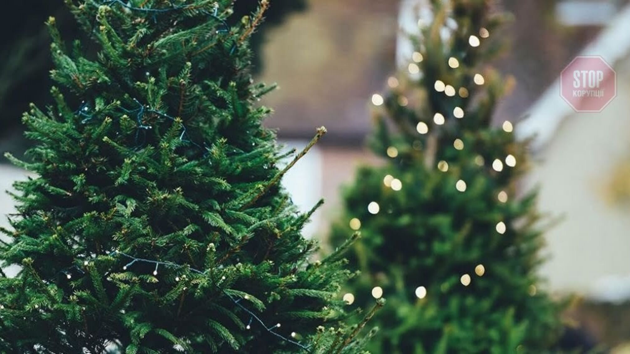 На Луганщині виявили черговий ялинковий бізнес «чорних лісорубів»