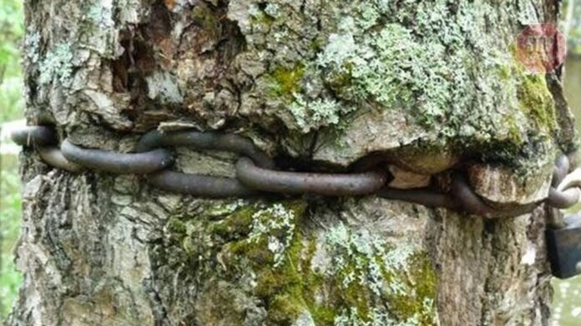 У Дніпрі натовп невідомих прикував людину ланцюгом до дерева і звинуватив у педофілії