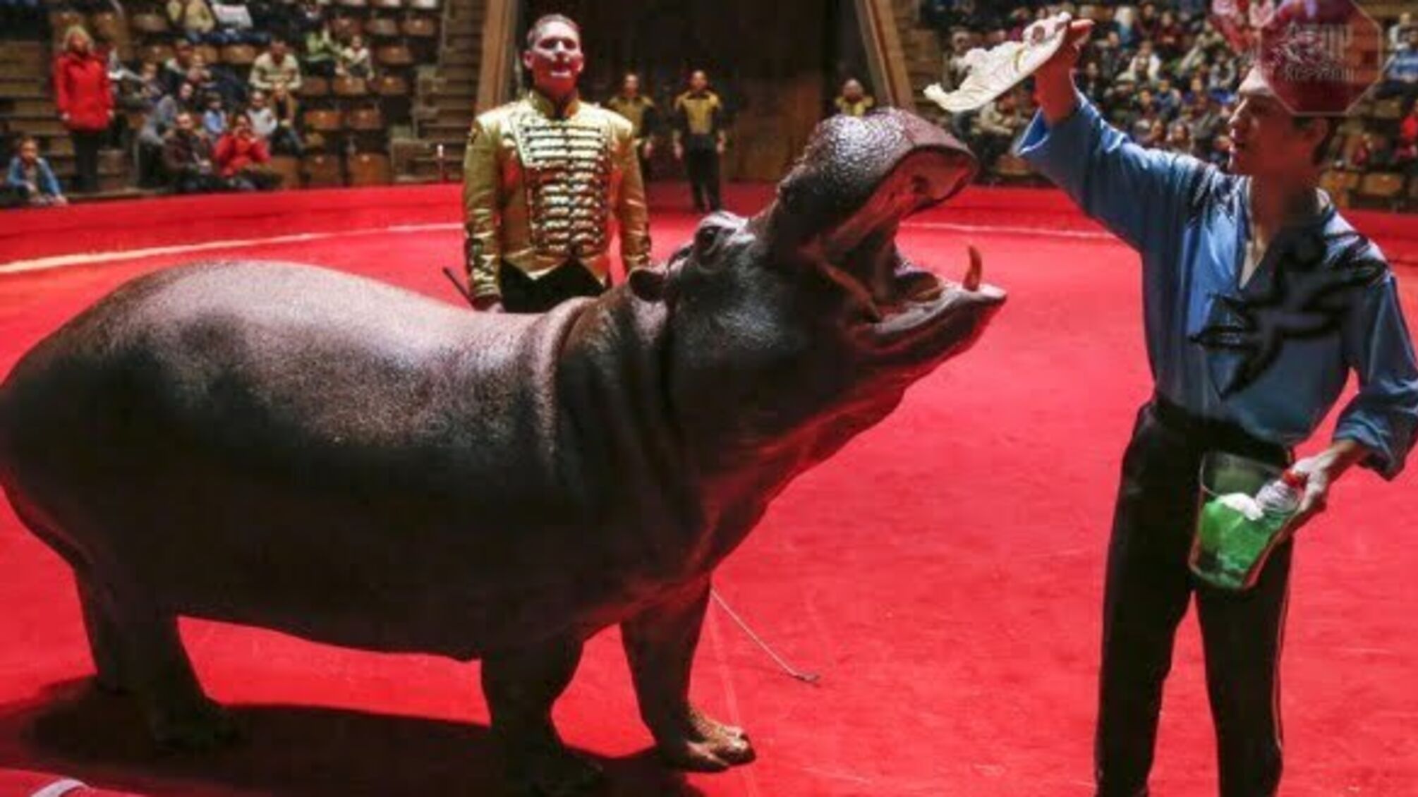 Стало відомо коли цирки відмовляться від тварин - міністр культури