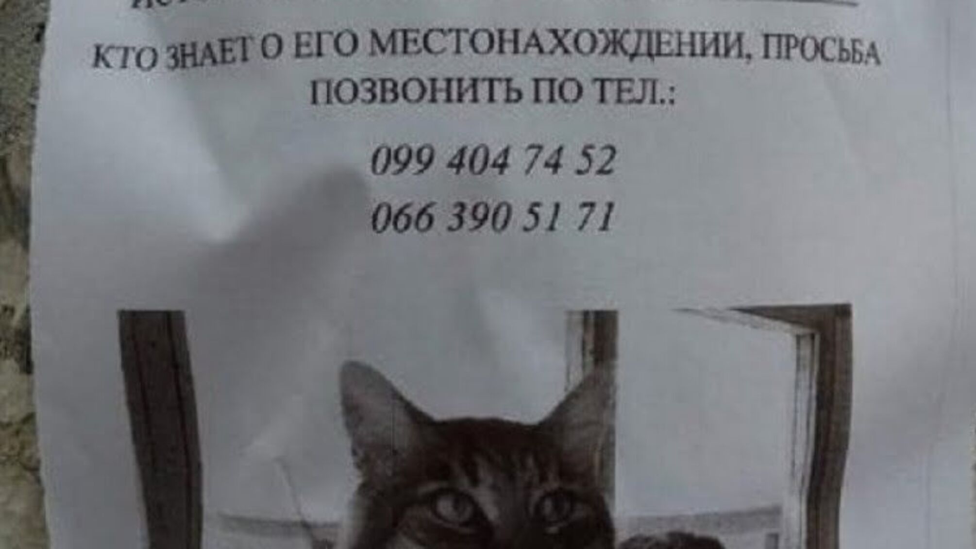 У Дніпрі оголосили у розшук зниклого кота-держслужбовця (фото)