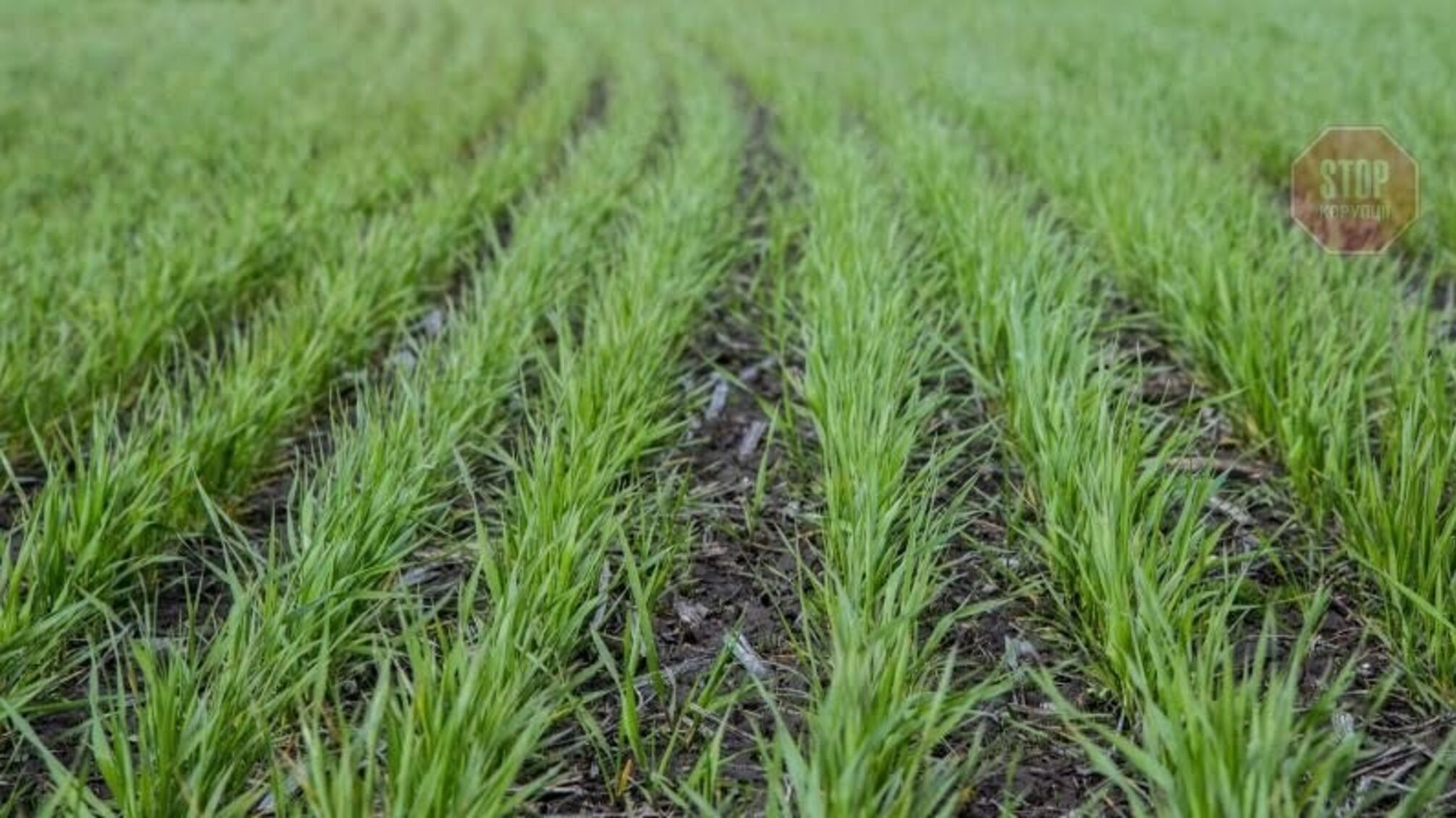 Посівні площі під озимі на наступний рік збільшилися: деталі