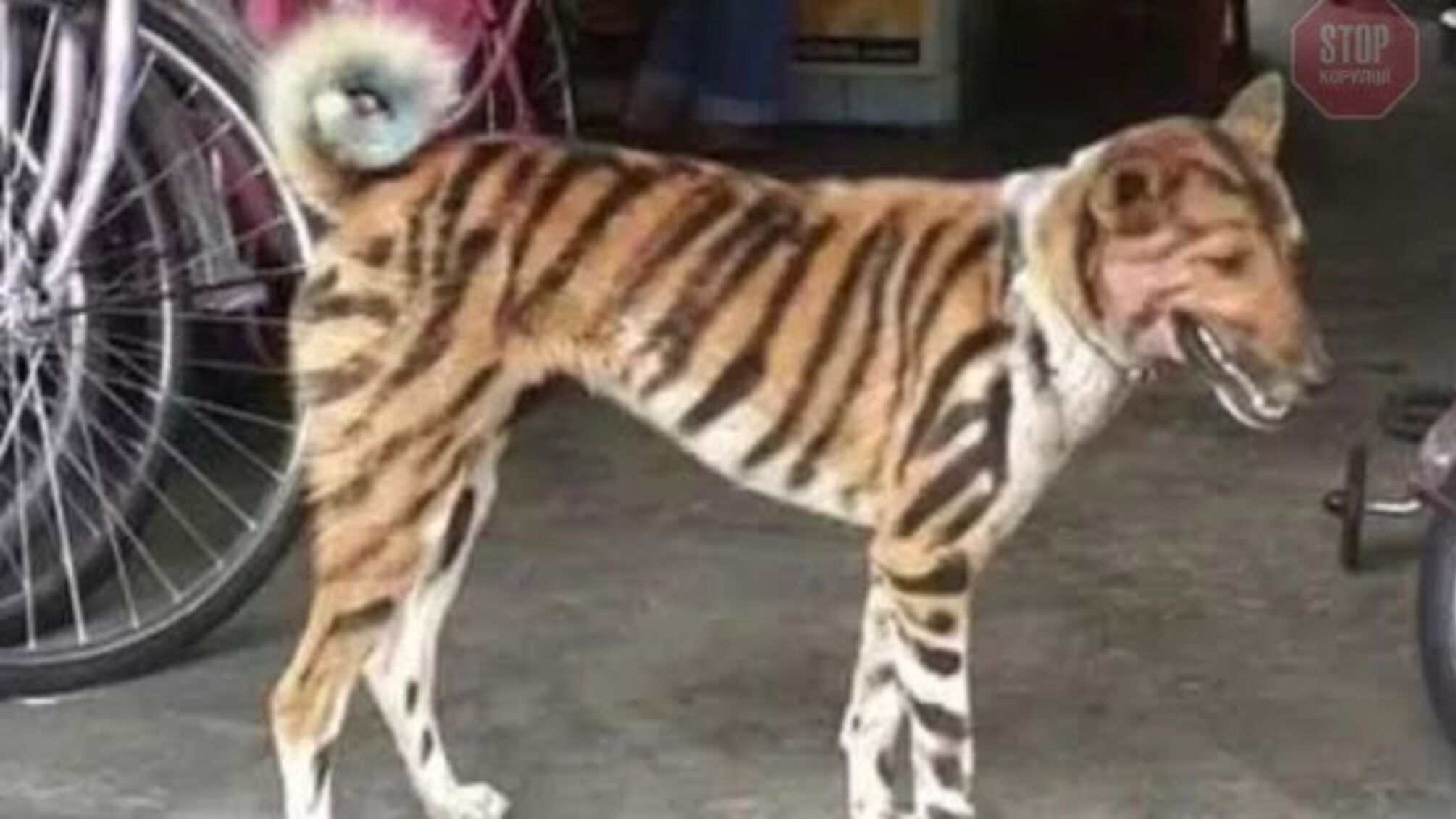 В Індії чоловік перефарбував собаку в тигра, щоб відлякувати мавп