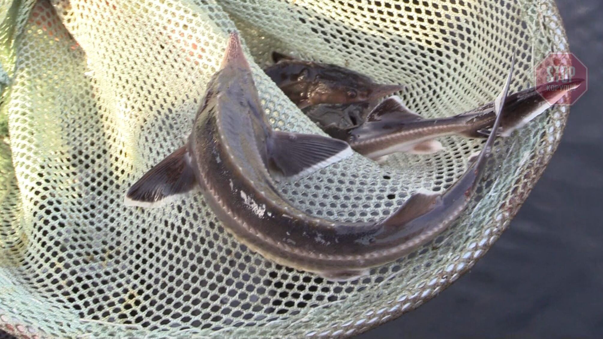 Чорного кав'яру не буде: під Києвом браконьєри знищили червонокнижну рибу (фото)