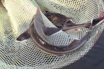Чорного кав'яру не буде: під Києвом браконьєри знищили червонокнижну рибу (фото)