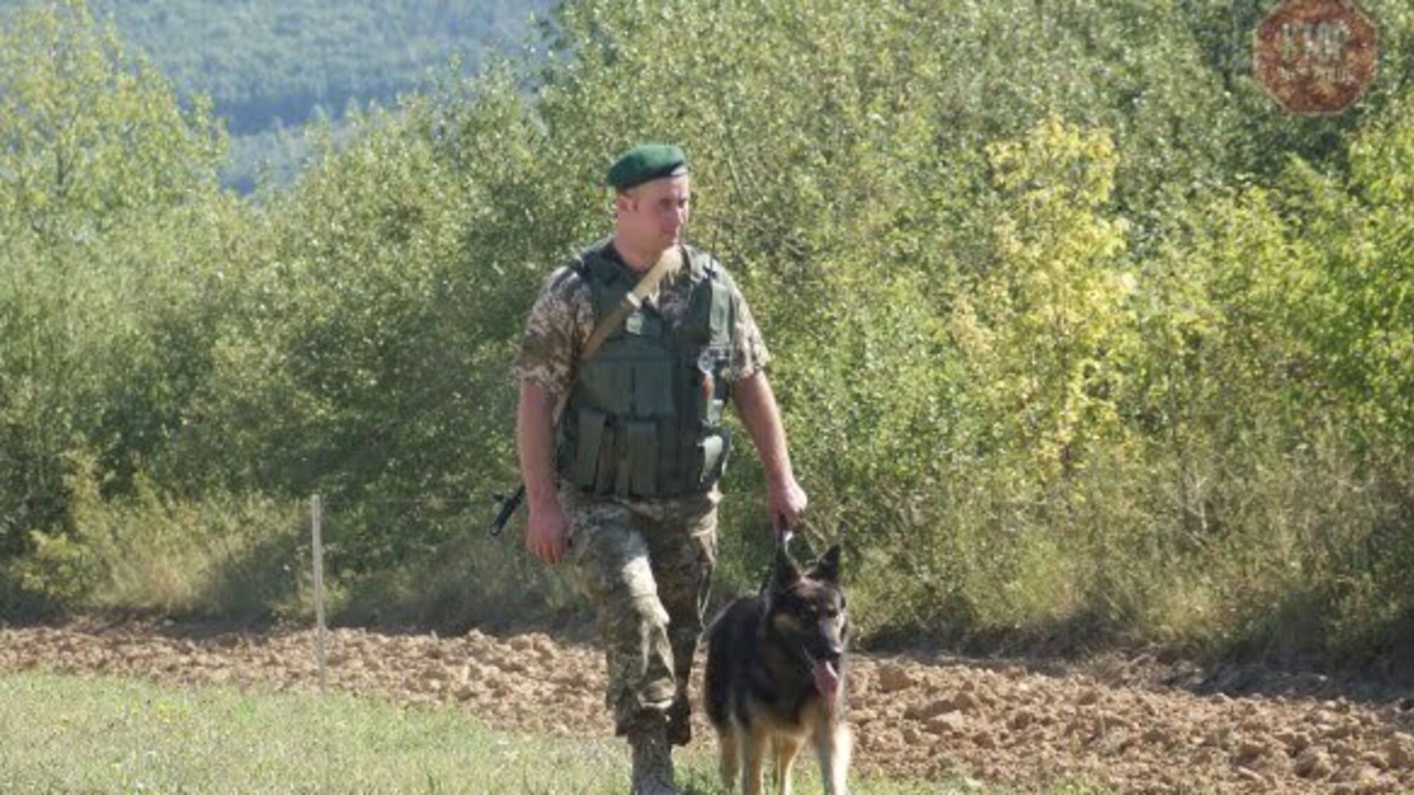 Держмитниця розповіла скільки собак служать на кордоні