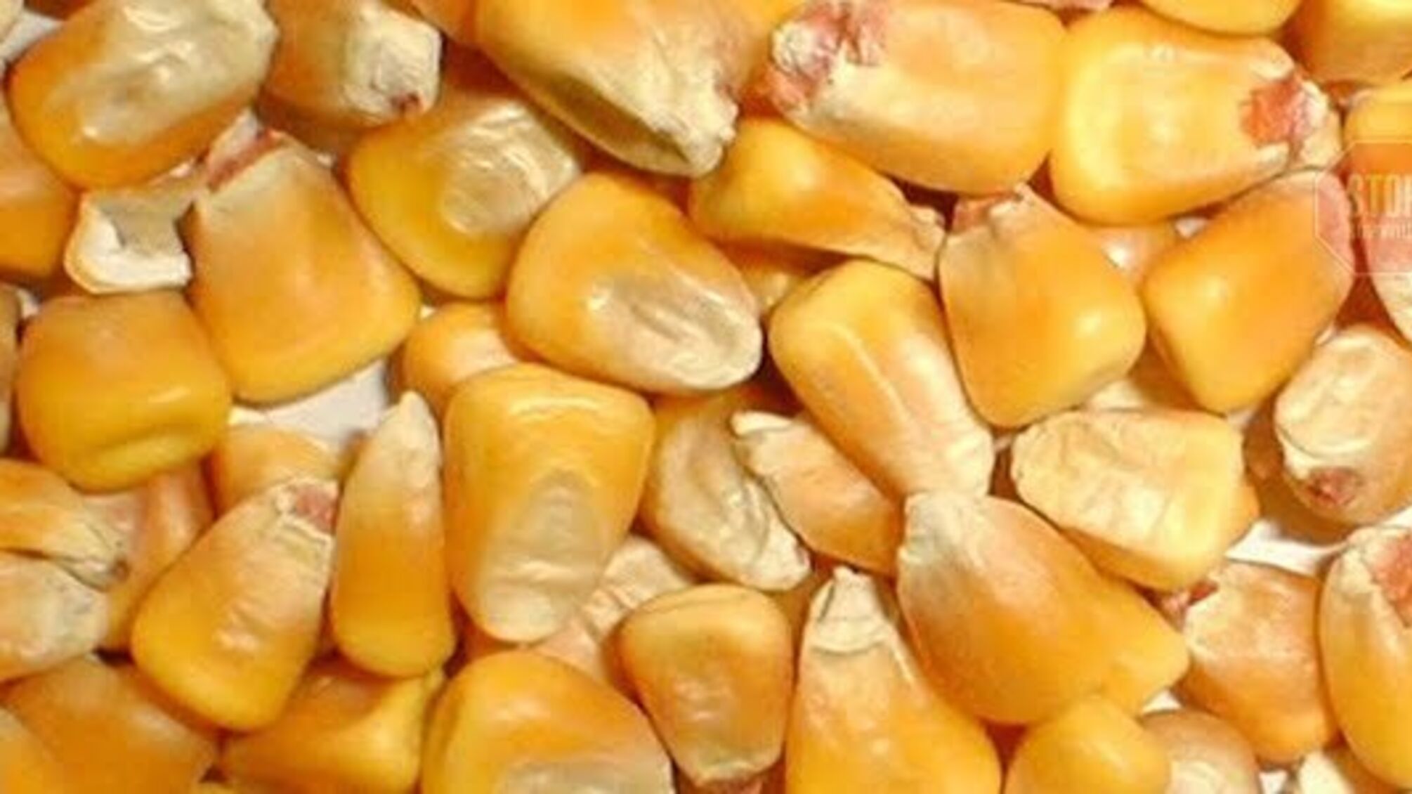 На Сумщині злочинці викрали 2,5 тонн зерна