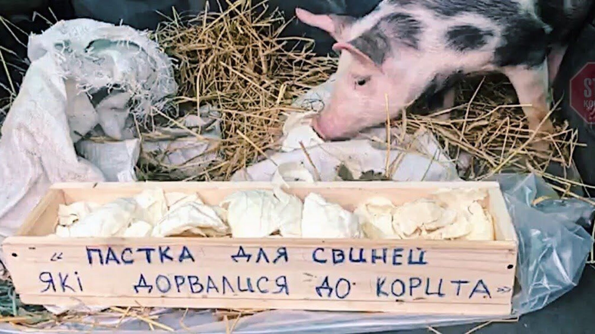 До будівлі НБУ активісти принесли корито і живе порося (відео)