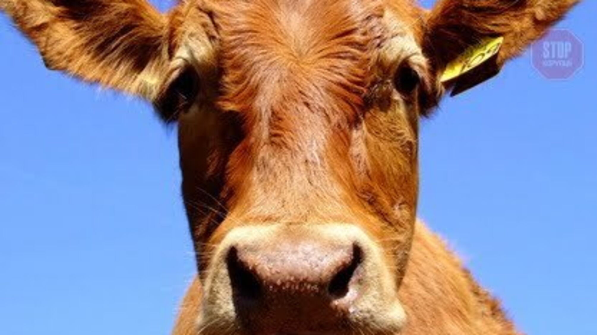 На Тернопільщині у корів виявили сказ