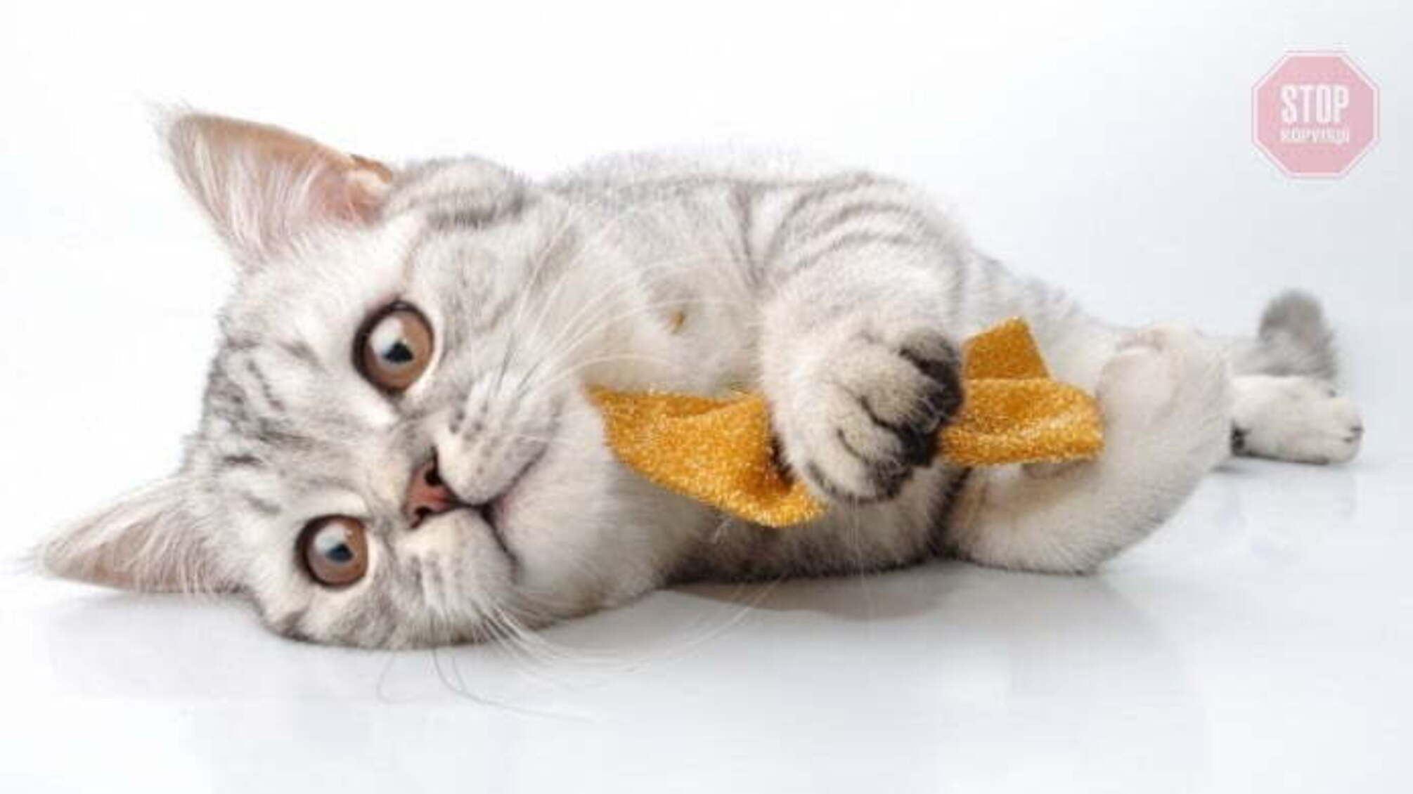 У Харкові шкуродери-сатаністи вирізали коту зірку лезом на голові (фото 16+)