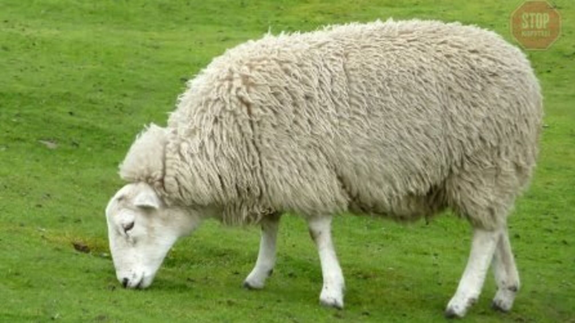 Мовчання ягнят по-харківськи: під брендовий магазин підкинули випотрошений труп