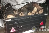 На Херсонщині виявили “чорних лісорубів”, їм загрожує строк (фото)