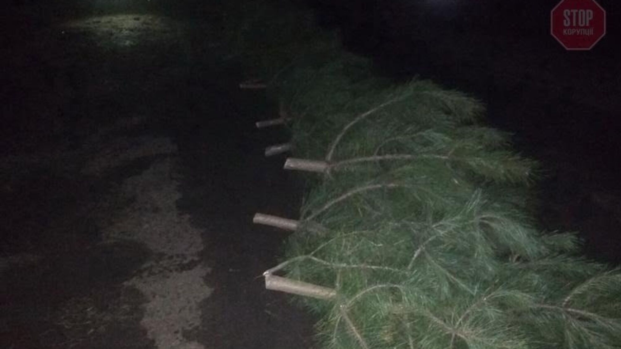 Сезон “чорних лісорубів”: на Луганщині виявили незаконний видобуток деревини (фото)