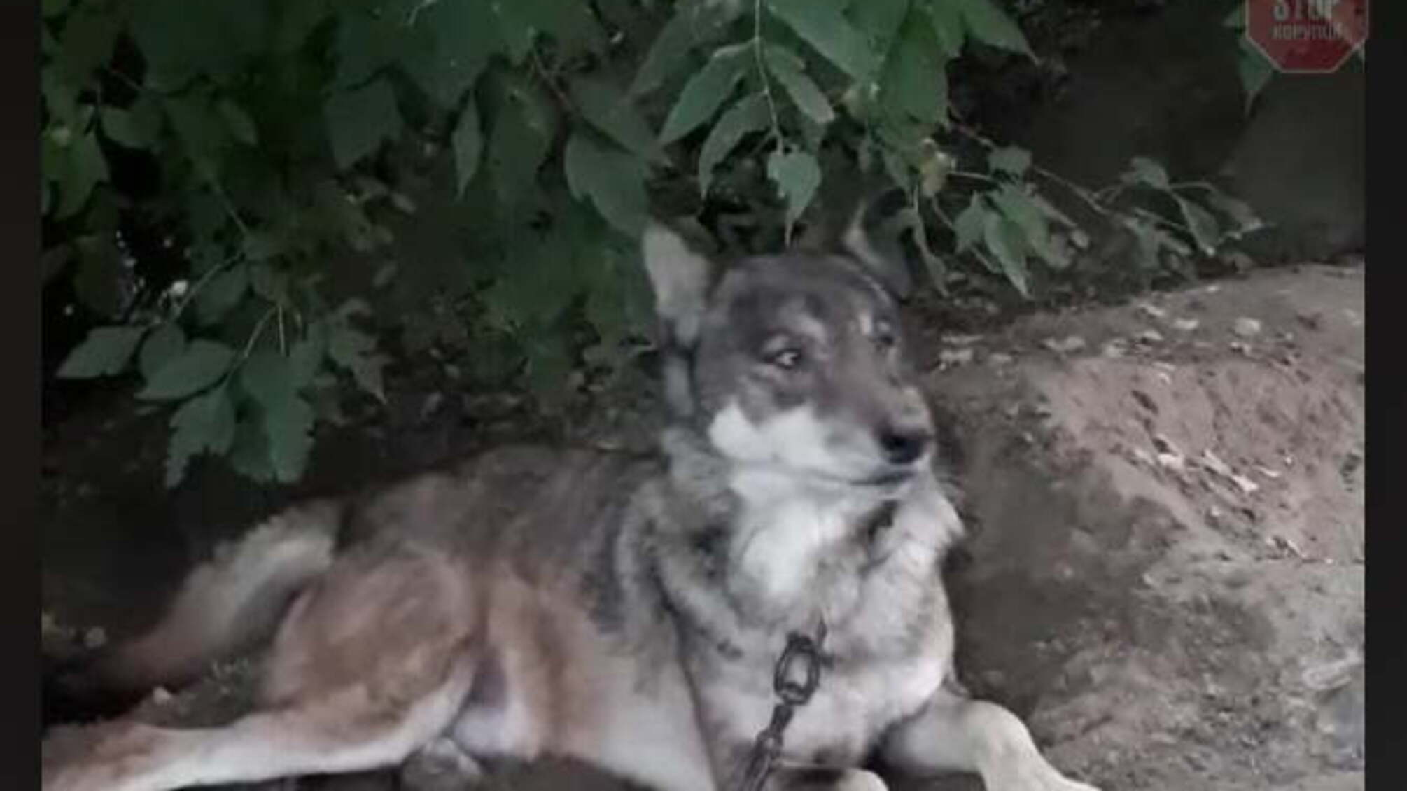 У столиці розшукують домашнього вовка, тварина може блукати Солом’янкою (фото)