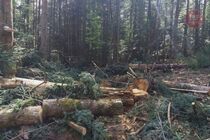 На Львівщині активісти виявили незаконну вирубку лісу (відео)
