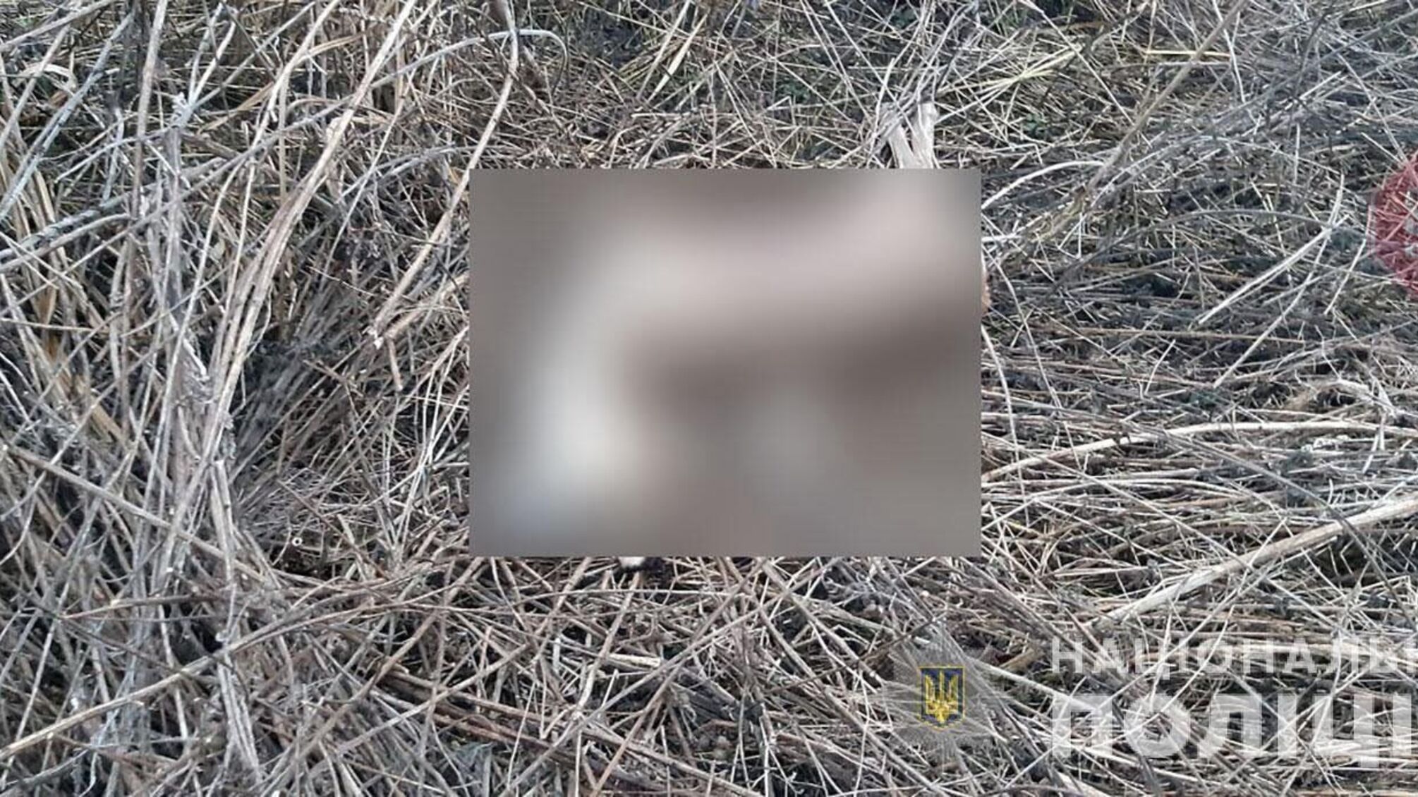 Вбили червонокнижну косулю: на Полтавщині правоохоронці виявили двох браконьєрів