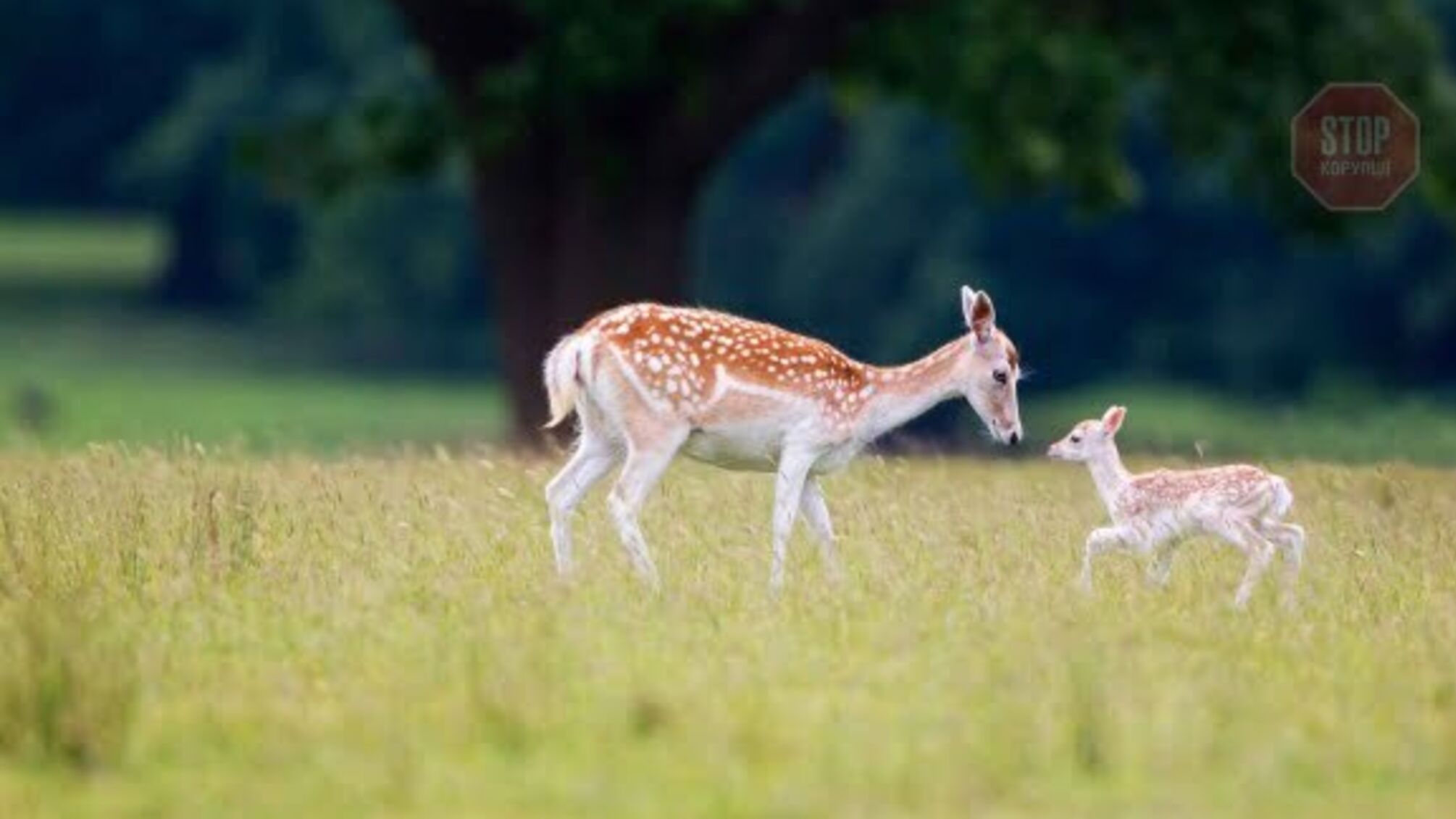 На Волині невідомі застрелили ланей: поліцейські встановлюють обставини