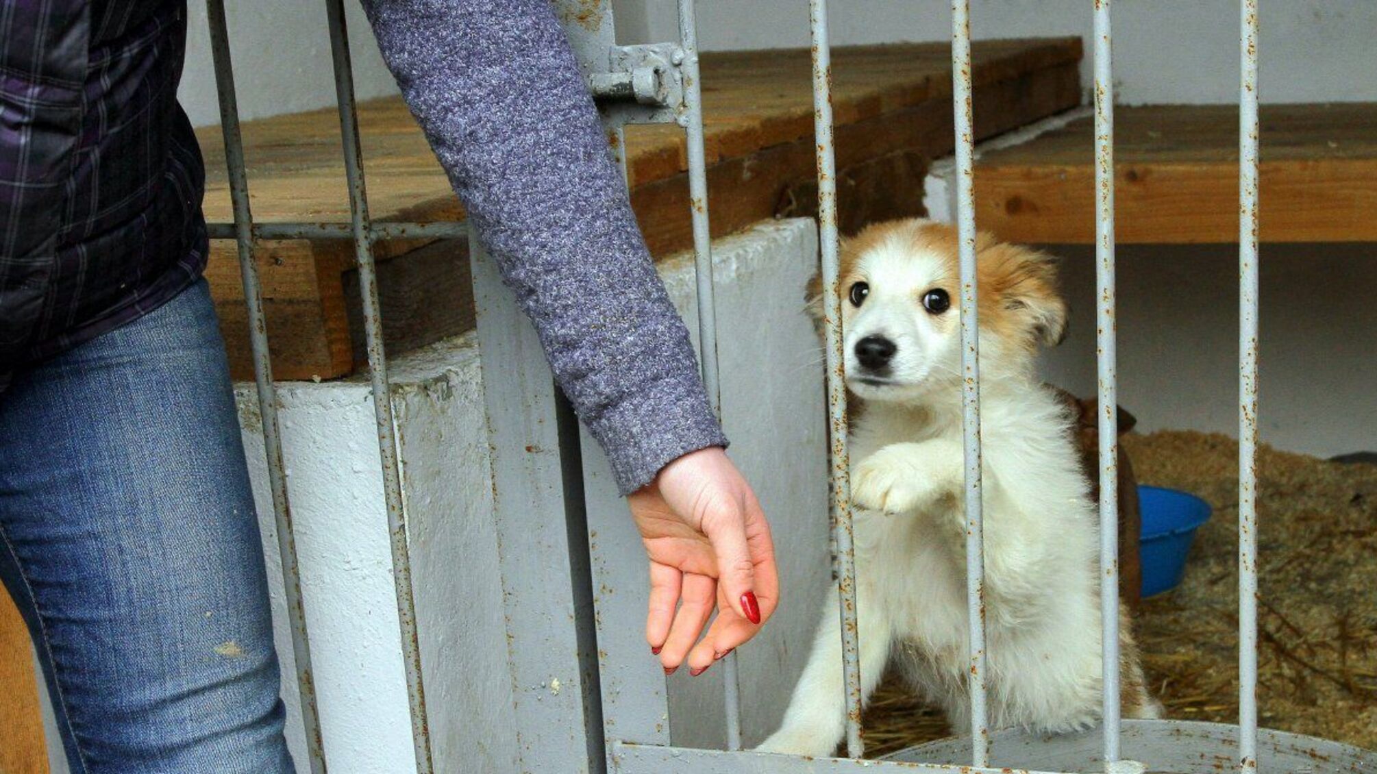 Проштрикнув горло вилами: на Черкащині живодер жорстоко розправився з собакою на очах у дитини (фото 16+)