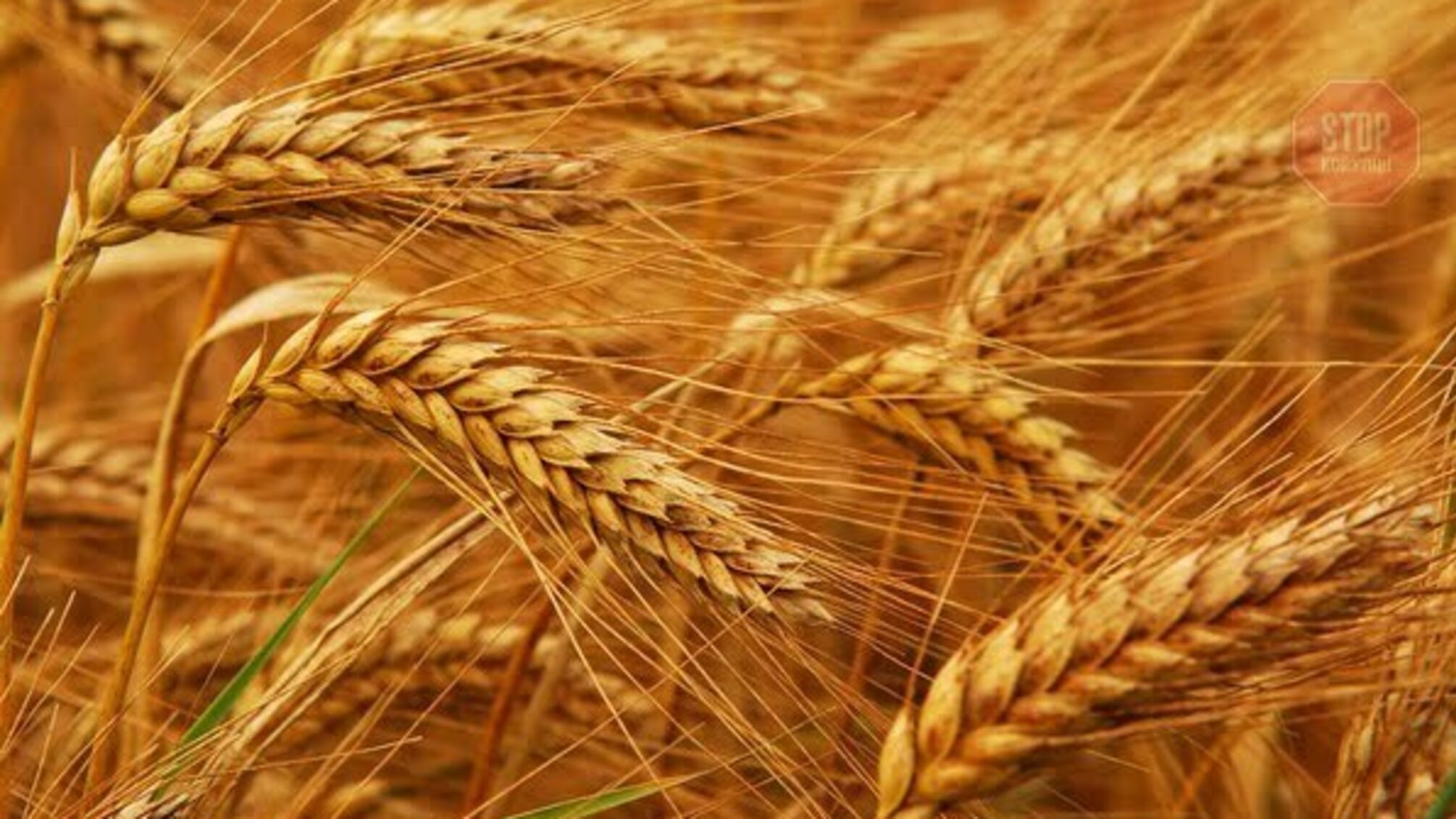 Україна встановила рекорд експорту аграрної продукції 