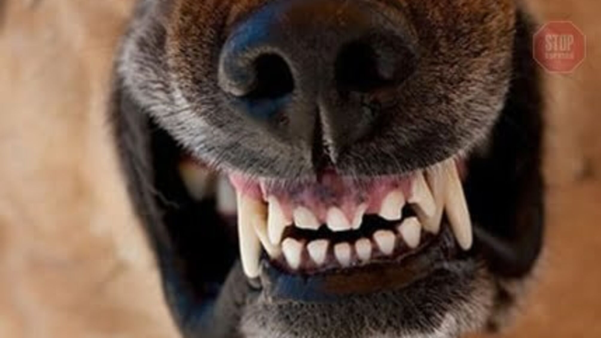 У Запоріжжі агресивний бійцівський пес ледь не роздер пенсіонерку на шматки