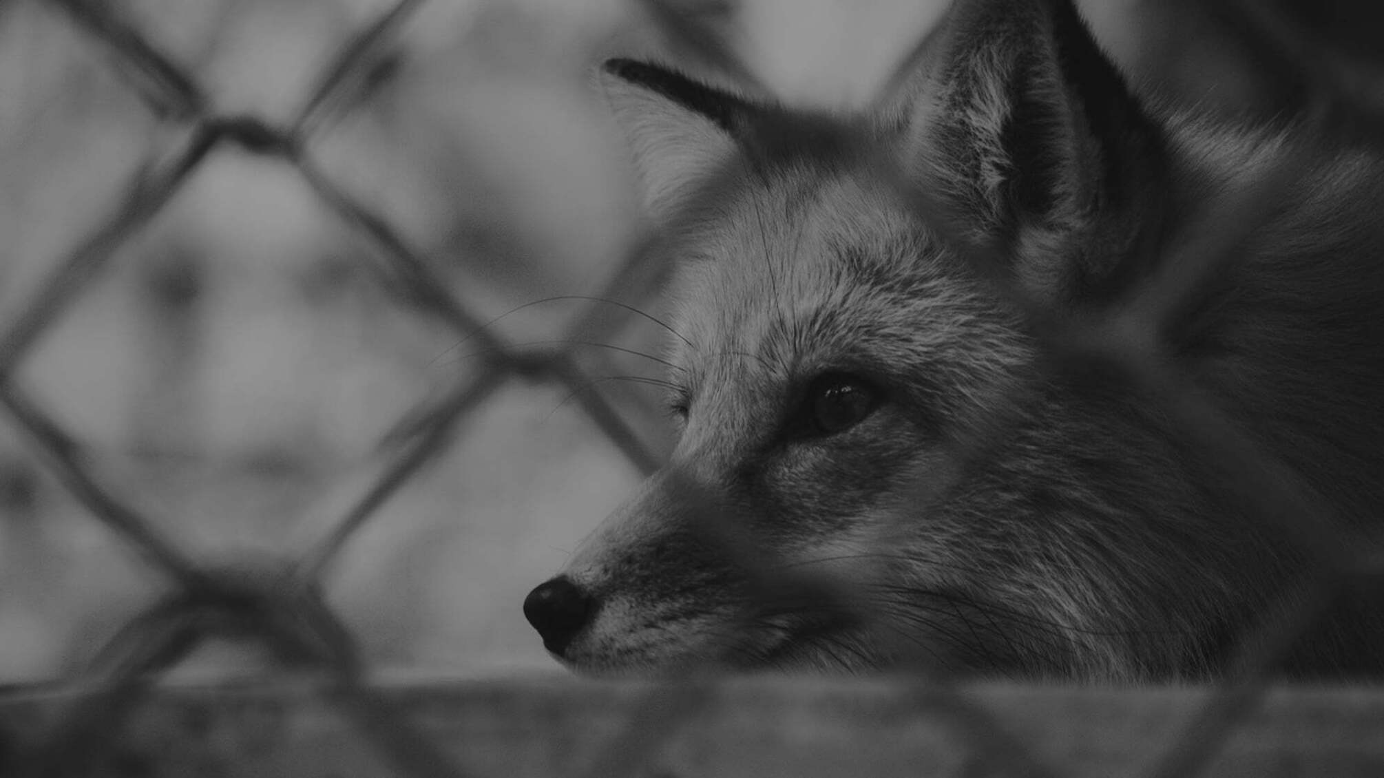 'Рабство зупинив тільки закон, хутровий бізнес – на черзі', – Павло Вишебаба про табу на хутрове виробництво