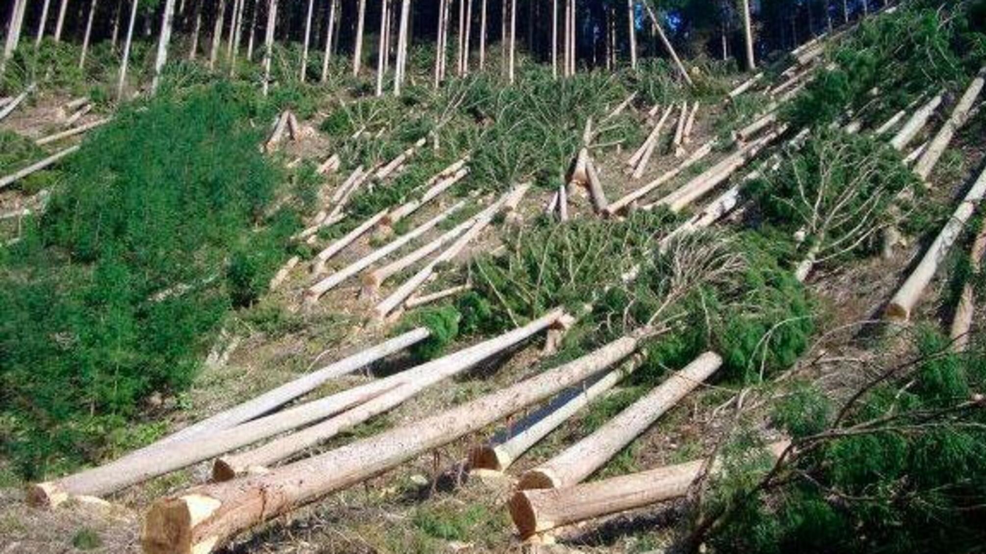 У лісі, лісі темному: поблизу столиці незаконно рубають деревину на мільйонні суми