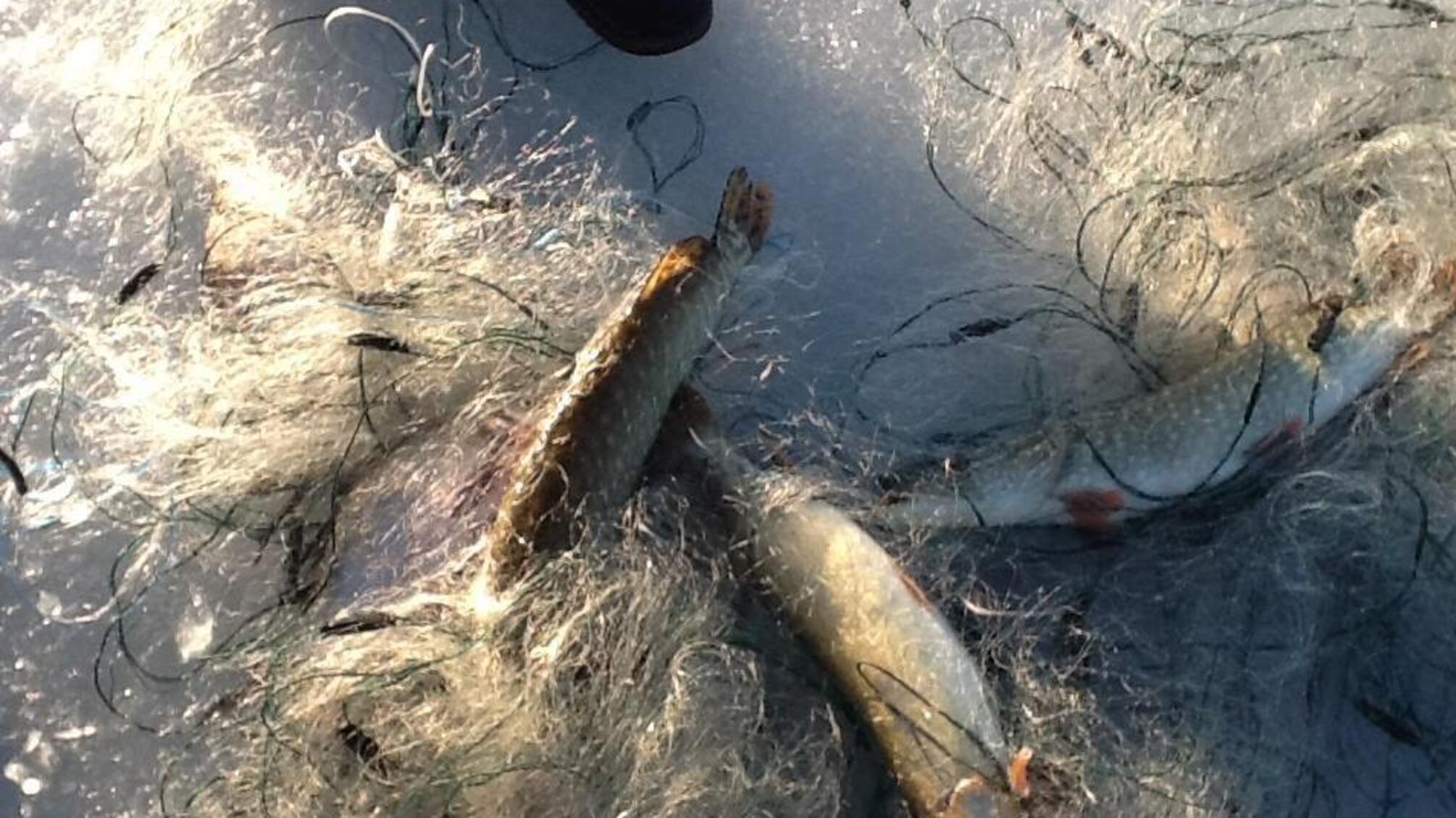 Розкинули багатометрові сіті – на Харківщині активісти 'СтопКору' провели антибраконьєрський рейд (ФОТО)