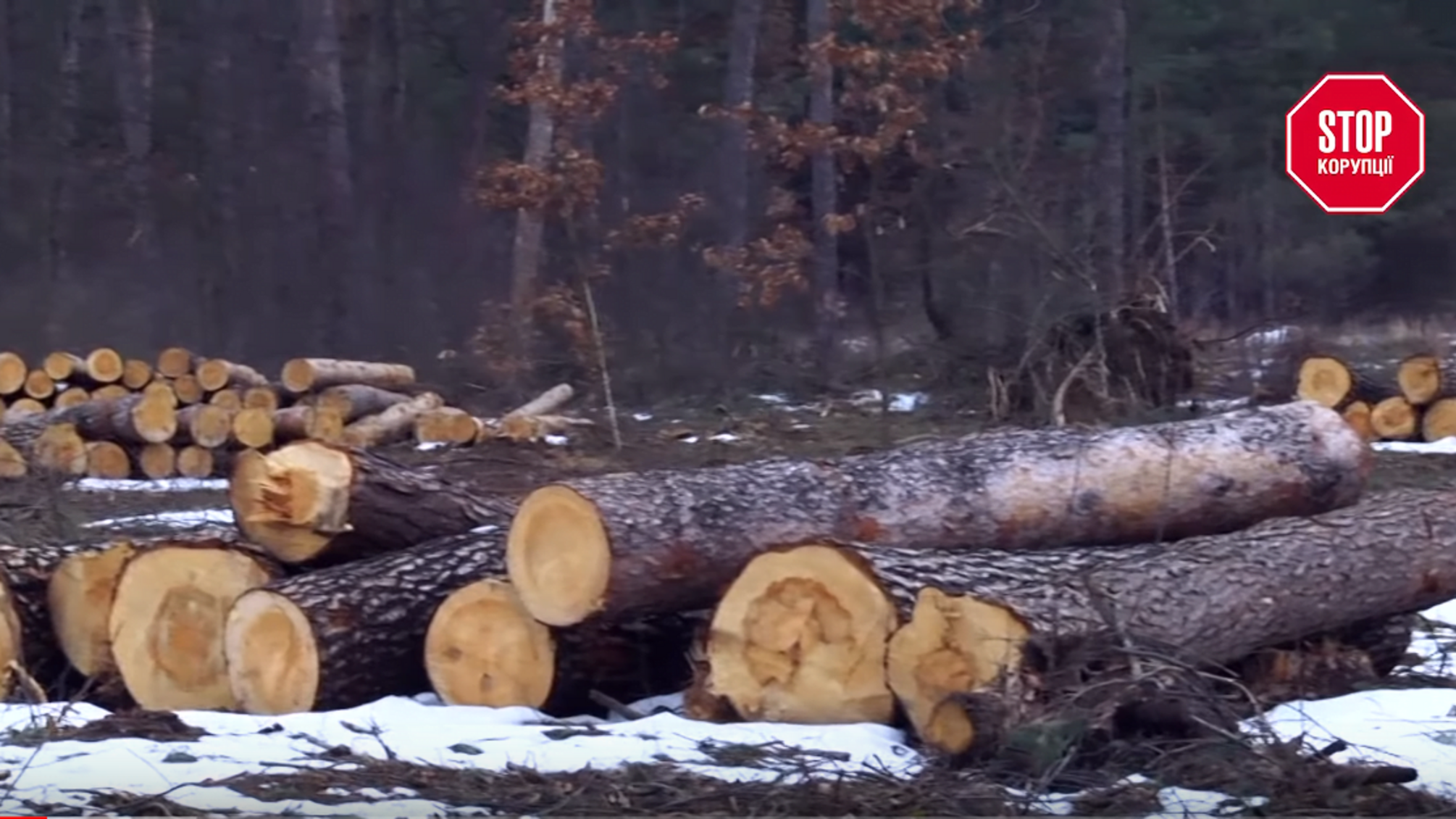 Ліс рубають – тріски не летять: хто наживається на знищенні лісів?