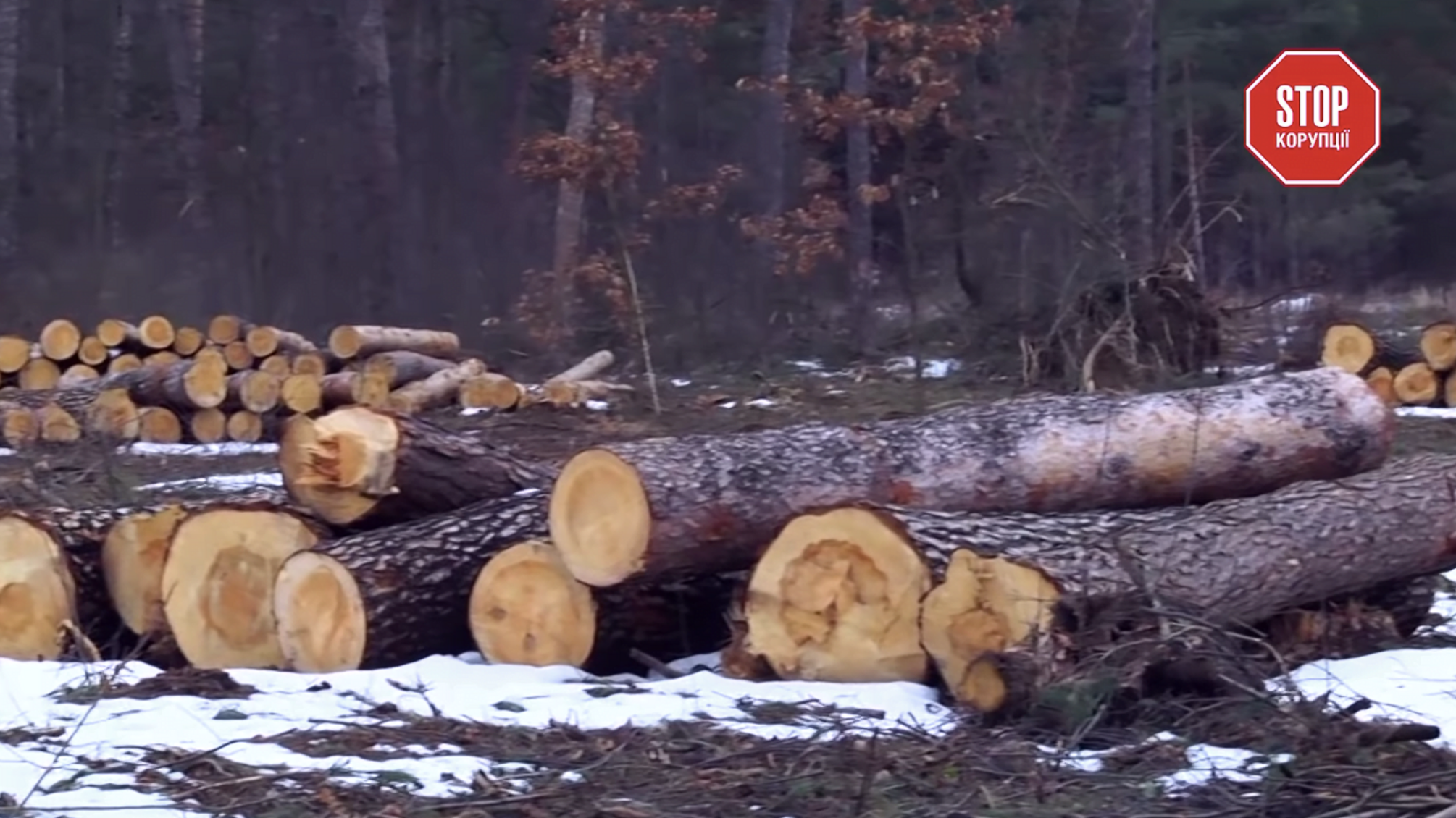 Завдяки розслідуванню «СтопКору» лісовою корупцією на Київщині зацікавився прокурор області