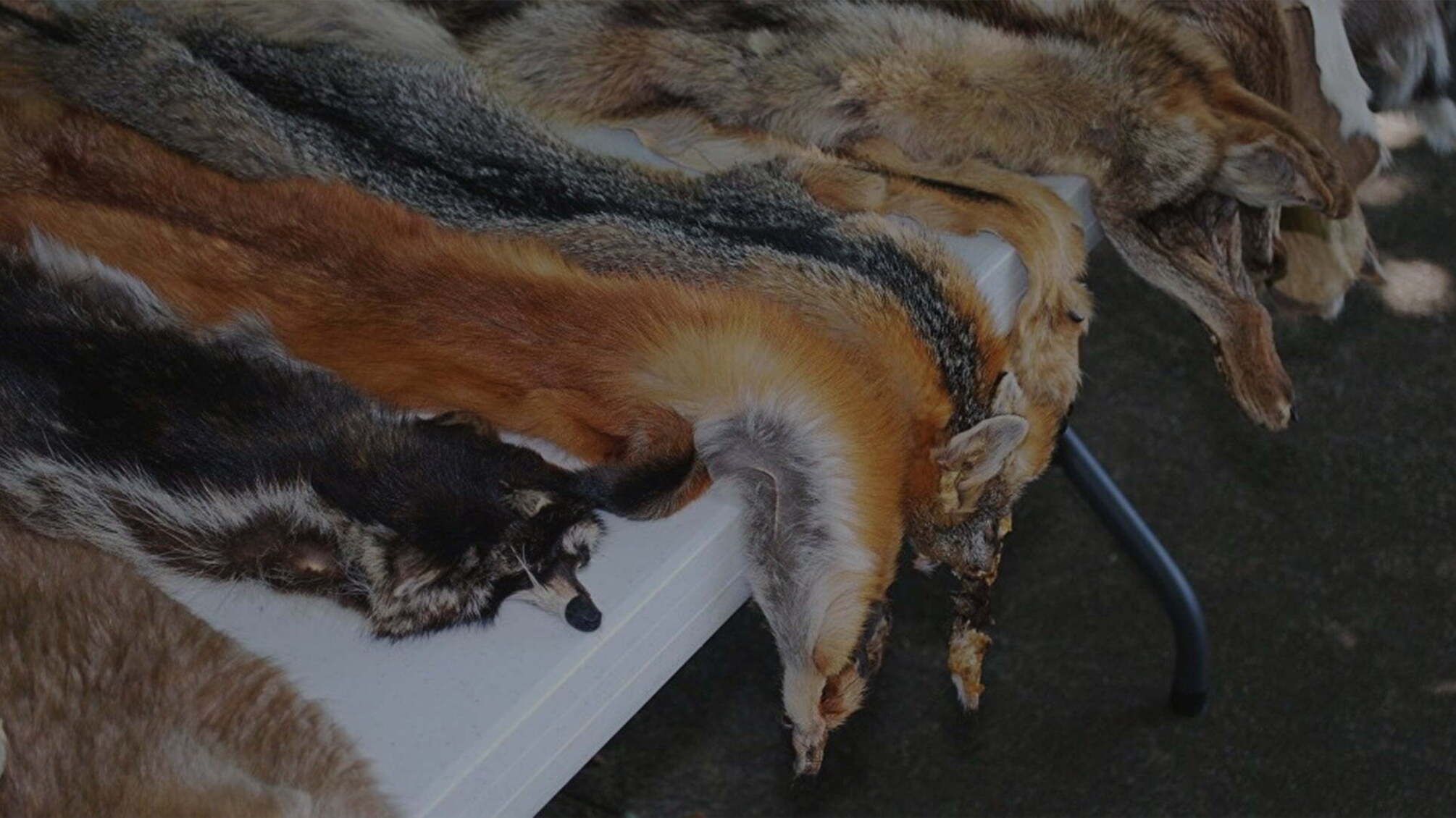 Натуральне хутро: розкіш чи злидні? – Держстат стверджує про збитковість галузі