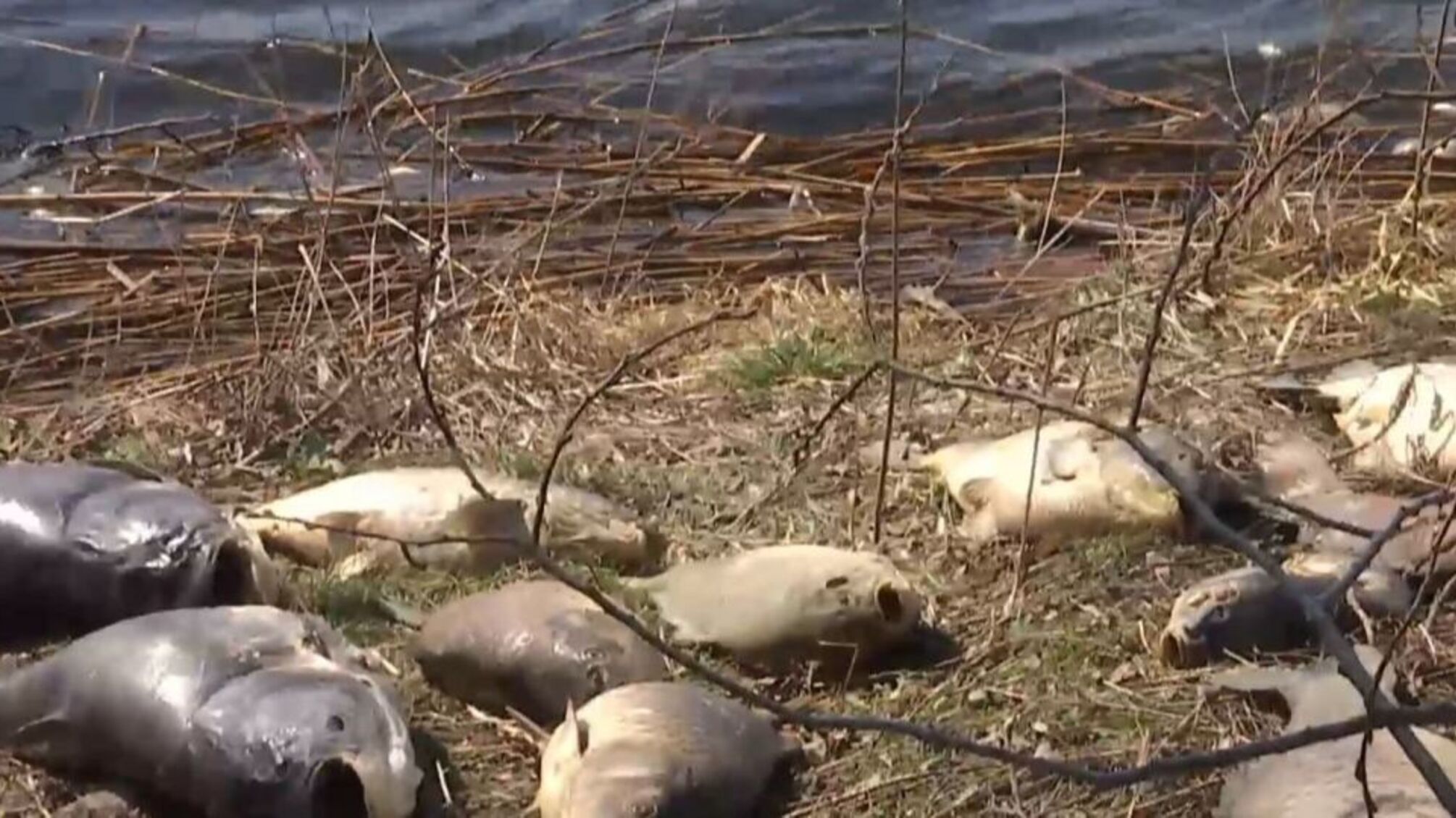 Мор риби на Кіровоградщині: місцеві жителі пояснили причину екологічного лиха