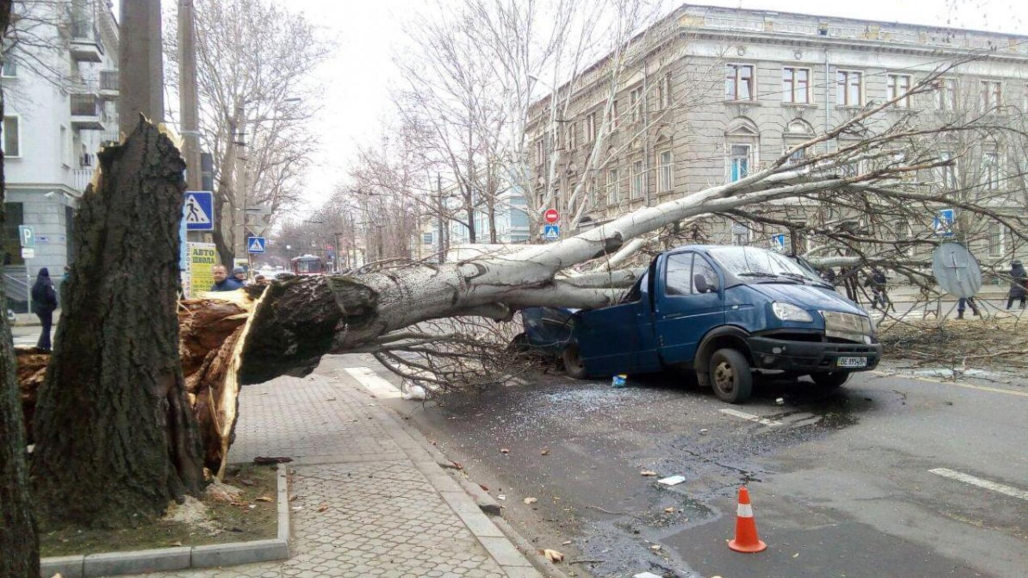 В кількох сантиметрах від загибелі – у Миколаєві дерево розтрощило автомобіль, в якому сидів водій (ВІДЕО)